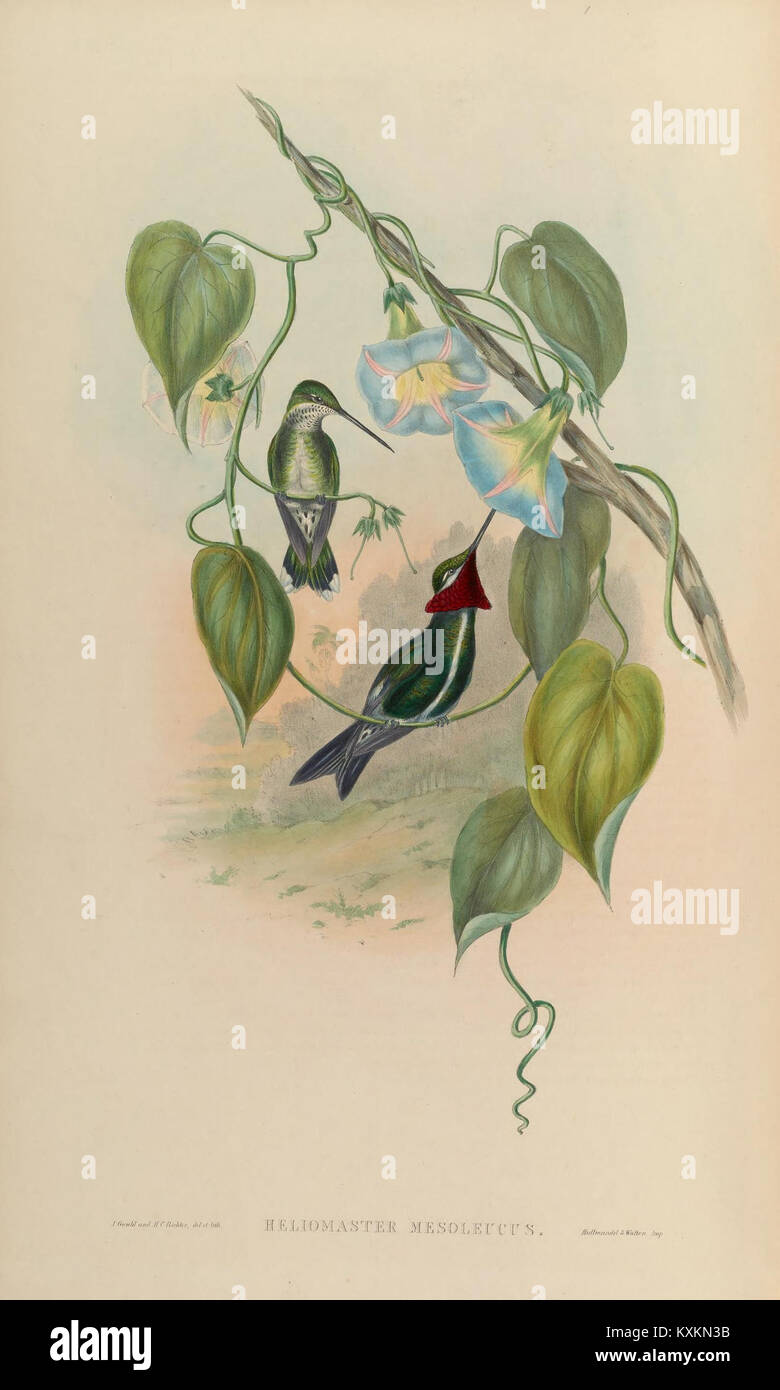 Cette monographie porte sur la famille des Trochilidae, qui comprend les colibris. Il couvre leurs caractéristiques anatomiques, la mécanique du vol et le rôle écologique dans la pollinisation, offrant un aperçu scientifique de ces petits oiseaux agiles. Banque D'Images