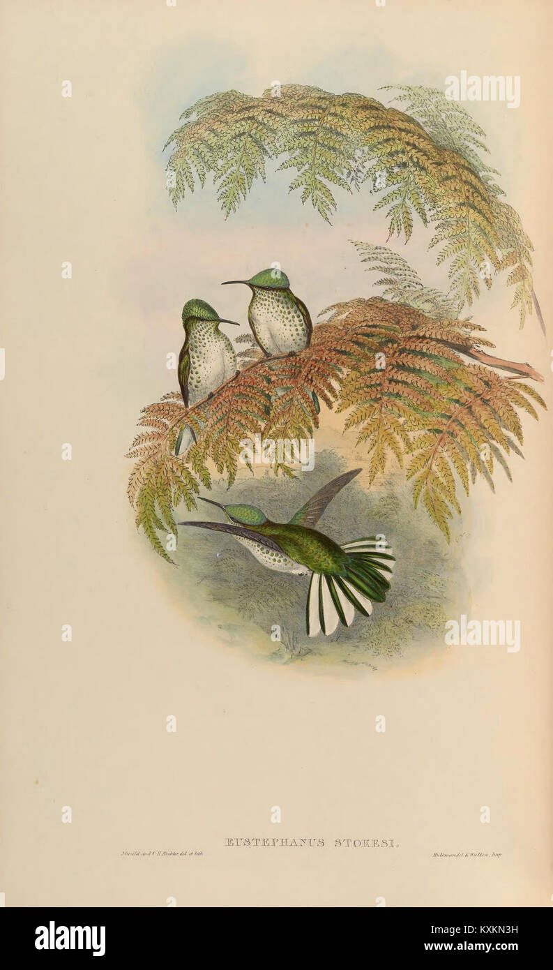 La planche 266 d'une monographie de Trochilidæ représente des espèces de colibris, mettant en évidence leur anatomie, leurs motifs de plumes et leurs caractéristiques morphologiques pour la recherche ornithologique et la classification. Banque D'Images