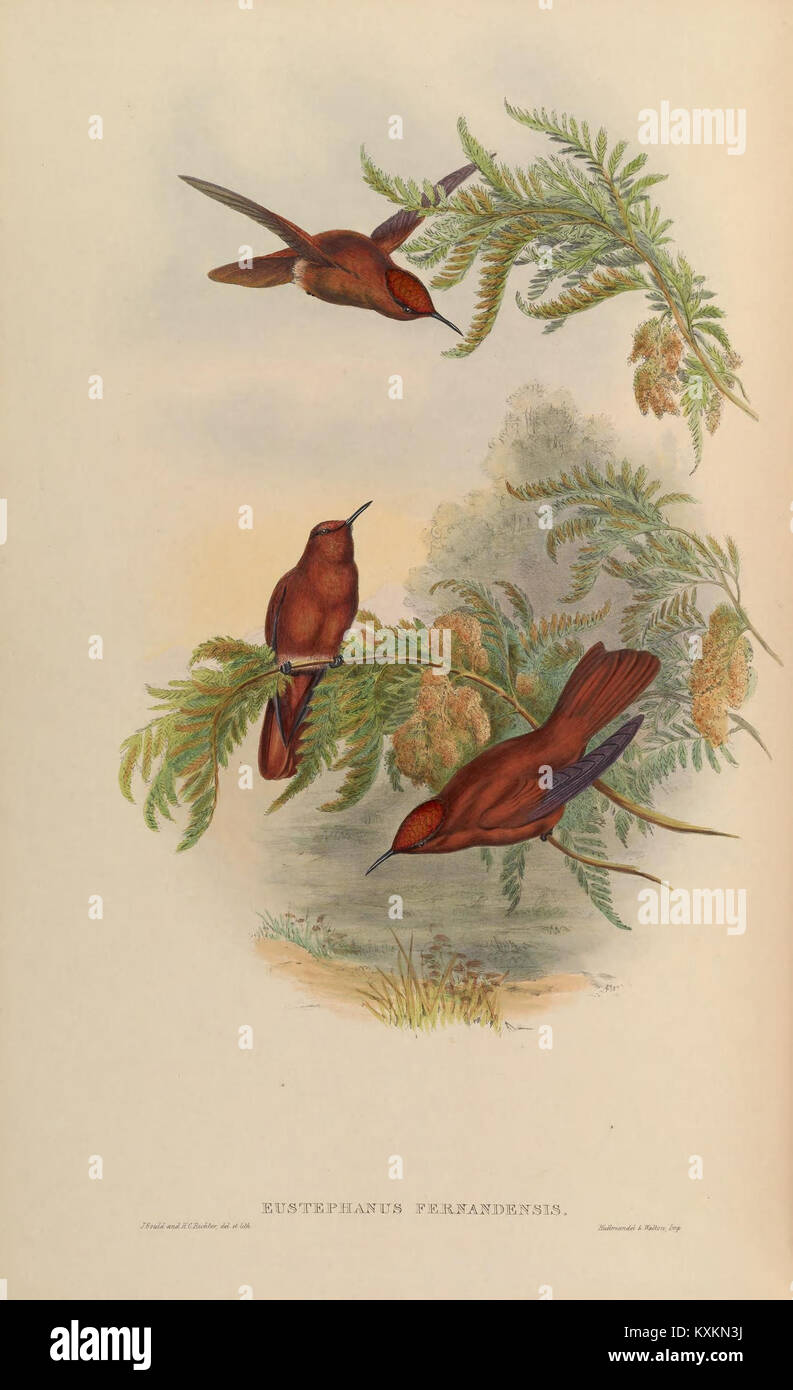 La planche 267 d'une monographie de Trochilidæ illustre diverses espèces de colibris, montrant des structures anatomiques détaillées, la coloration et les traits morphologiques pour la classification scientifique. Banque D'Images