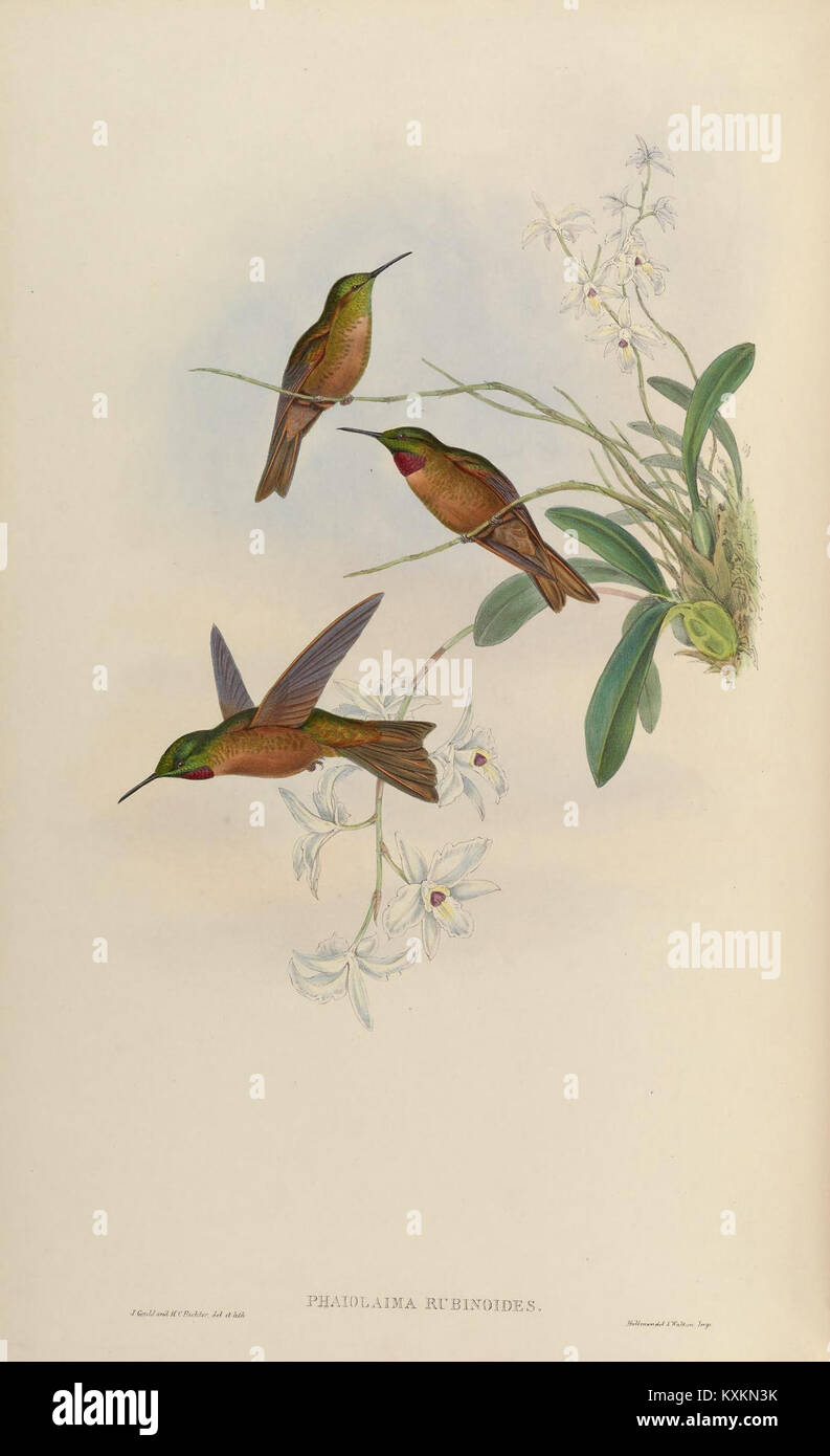 La monographie des Trochilidae fournit une étude détaillée de l'anatomie, du comportement et de la classification des espèces des colibris, appuyant la recherche ornithologique. Banque D'Images