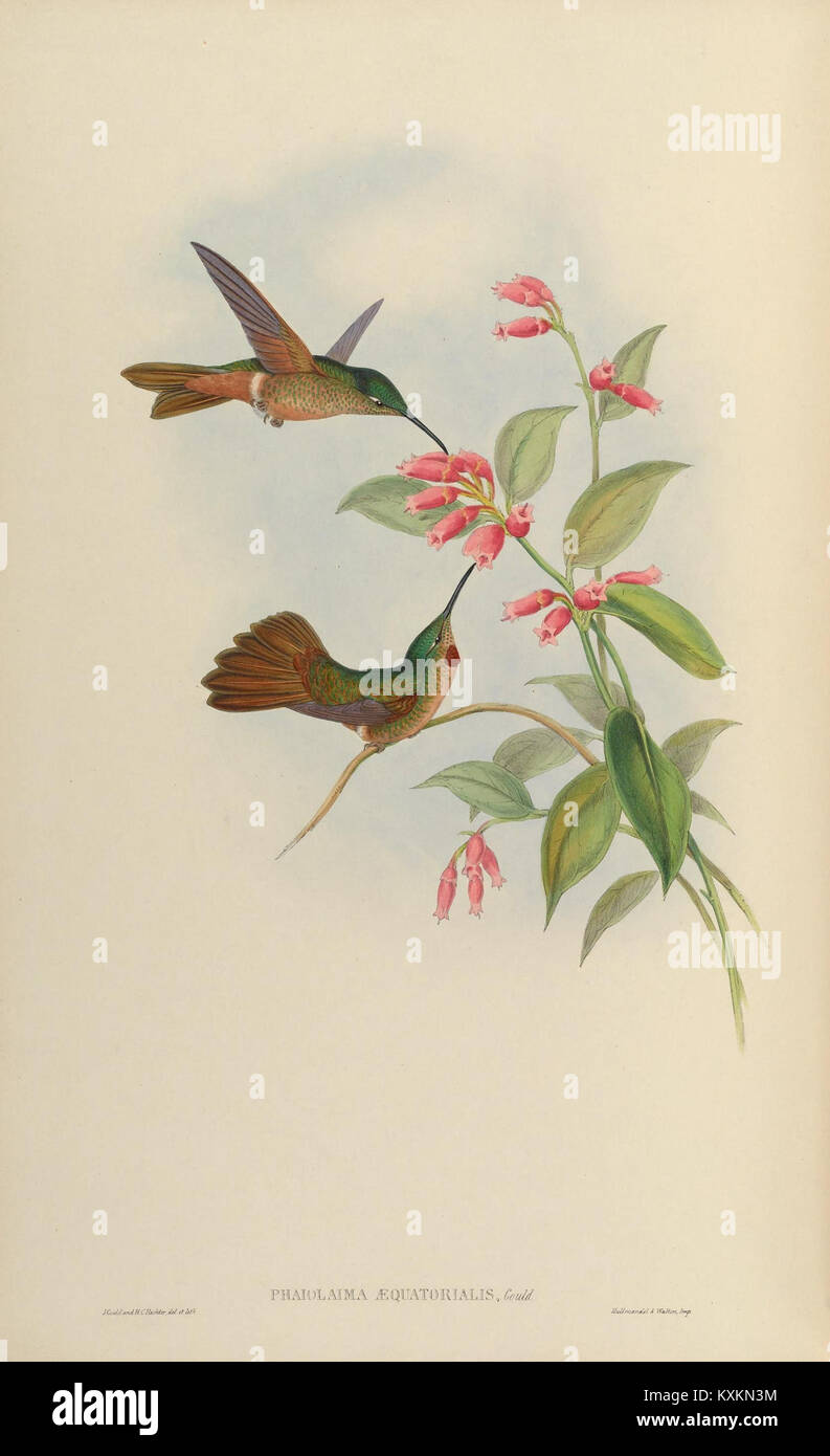 La planche 269 de la monographie des Trochilidae illustre diverses espèces de colibris, détaillant leur morphologie, leur coloration, leurs comportements et leur classification scientifique. Banque D'Images