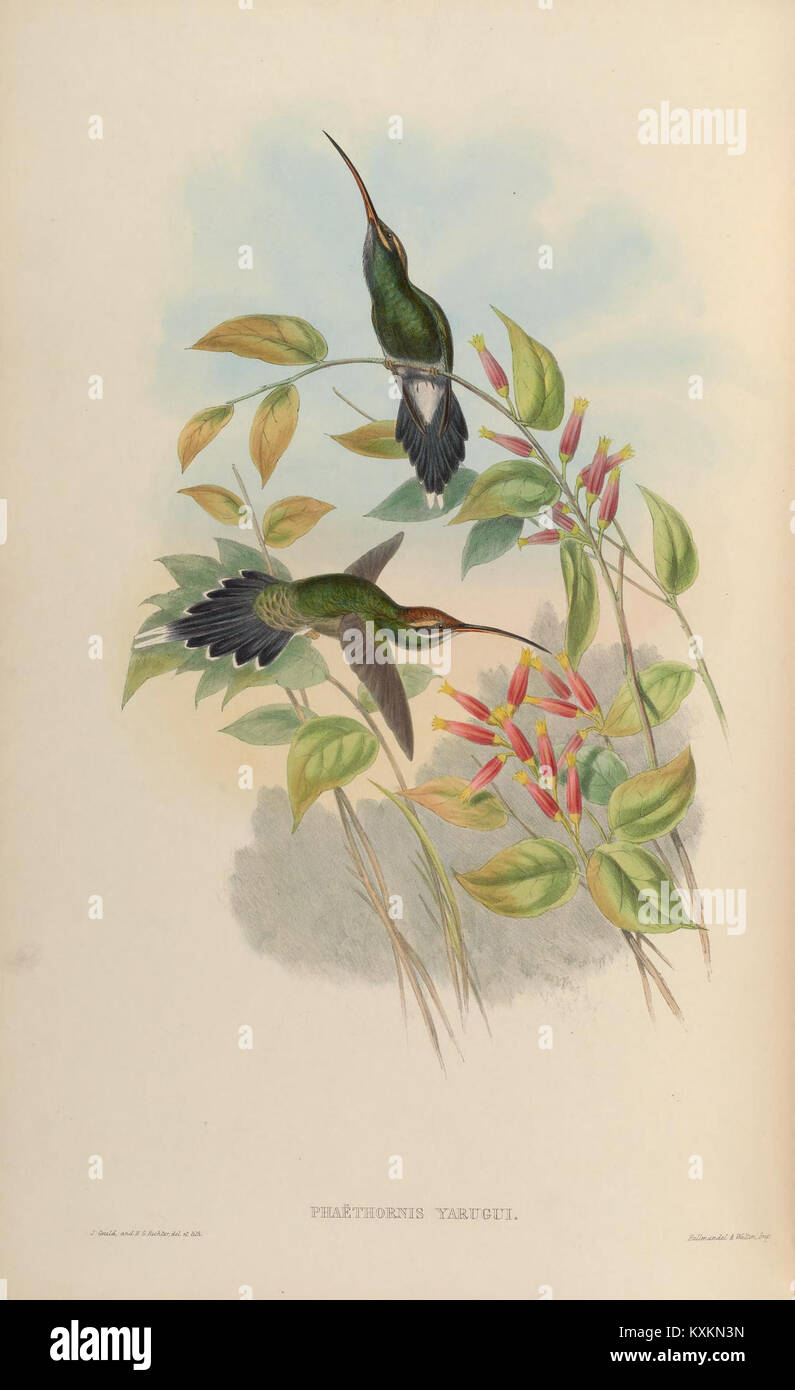 La planche 27 d'une monographie des Trochilidae illustre des espèces de colibris, détaillant la morphologie, la coloration, les comportements et la classification pour la recherche scientifique. Banque D'Images