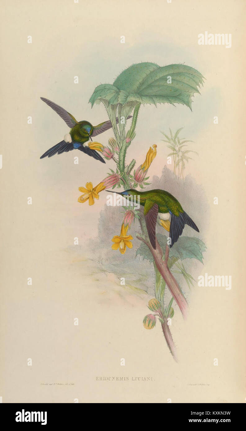 Cette monographie sur la famille Trochilidæ se concentre sur les colibris, avec la planche 273 illustrant diverses espèces et leurs caractéristiques anatomiques distinctives. L’étude contribue à la compréhension de leur comportement et de leur habitat. Banque D'Images