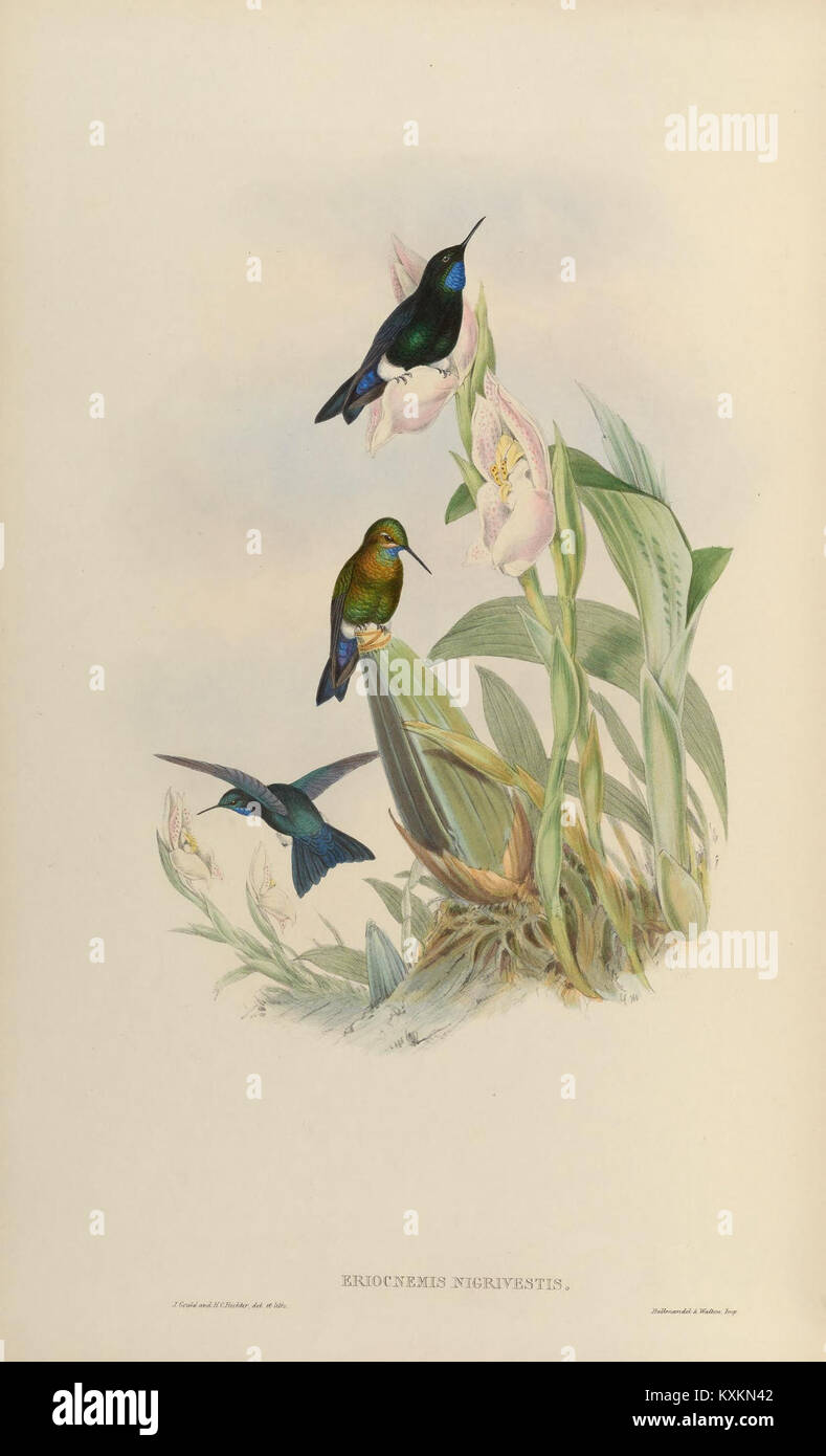 Monographie des Trochilidae détaillant la biologie, le comportement, l'écologie et les caractéristiques des espèces des colibris, y compris des illustrations scientifiques. Banque D'Images