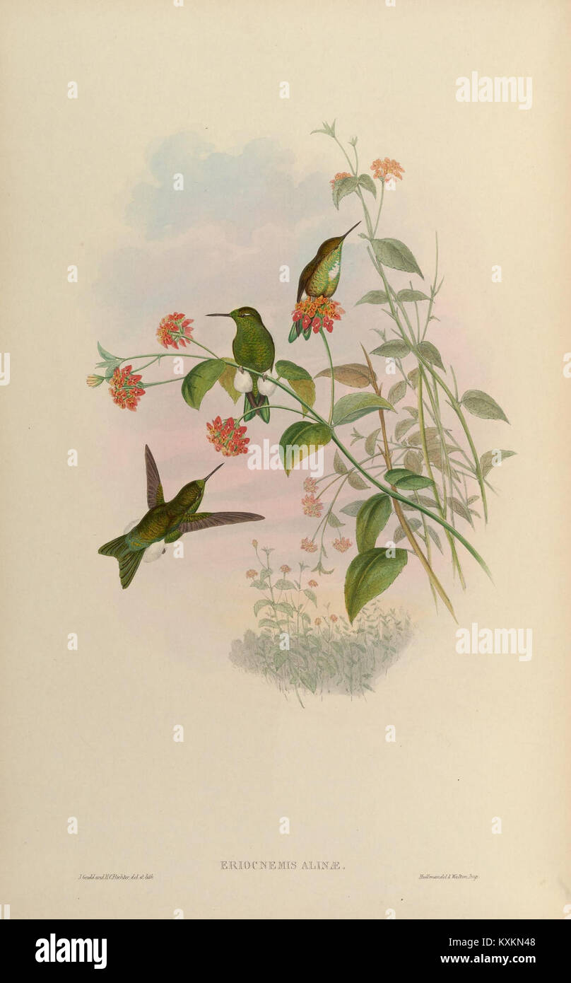 Illustration des colibris Trochilidae, mettant en évidence la structure des ailes, la forme du bec, la coloration du plumage et les caractéristiques des espèces pour la recherche ornithologique et taxonomique. Banque D'Images