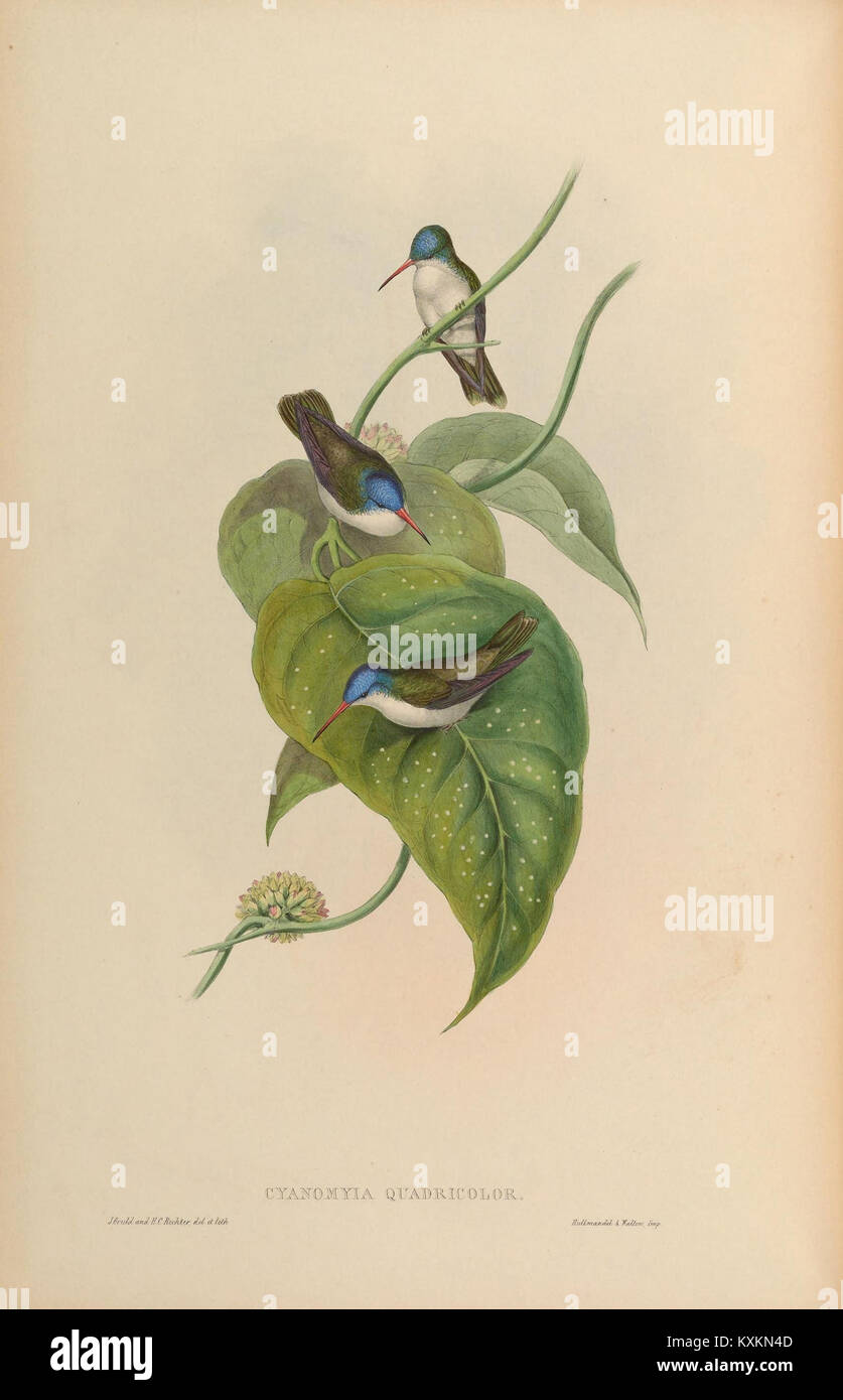 La planche 284 d'une monographie de Trochilidæ illustre des espèces de colibris, détaillant leurs structures anatomiques, leur coloration des plumes et leurs traits morphologiques pour l'étude scientifique et la classification. Banque D'Images
