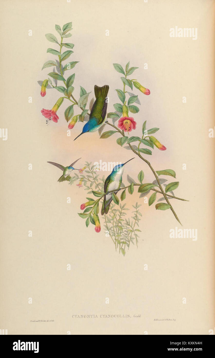 Cette illustration tirée d'une monographie sur la famille Trochilidæ offre un regard approfondi sur diverses espèces de colibris, mettant en valeur leurs couleurs vives et leurs caractéristiques uniques. Banque D'Images