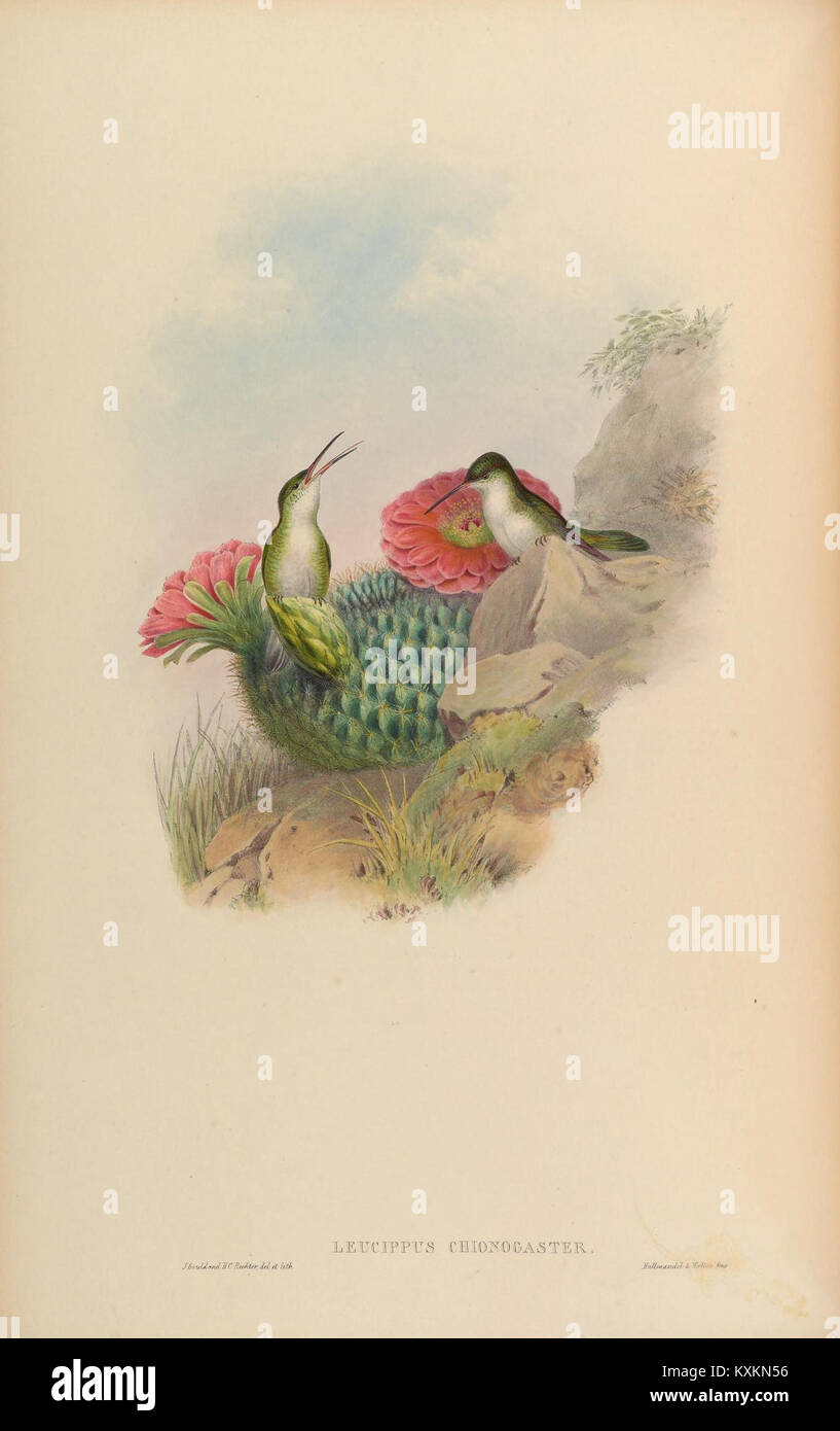 La planche 290 d'une monographie de Trochilidæ représente des espèces de colibris, détaillant leurs caractéristiques anatomiques, la coloration des plumes et les traits taxonomiques pour l'étude scientifique. Banque D'Images