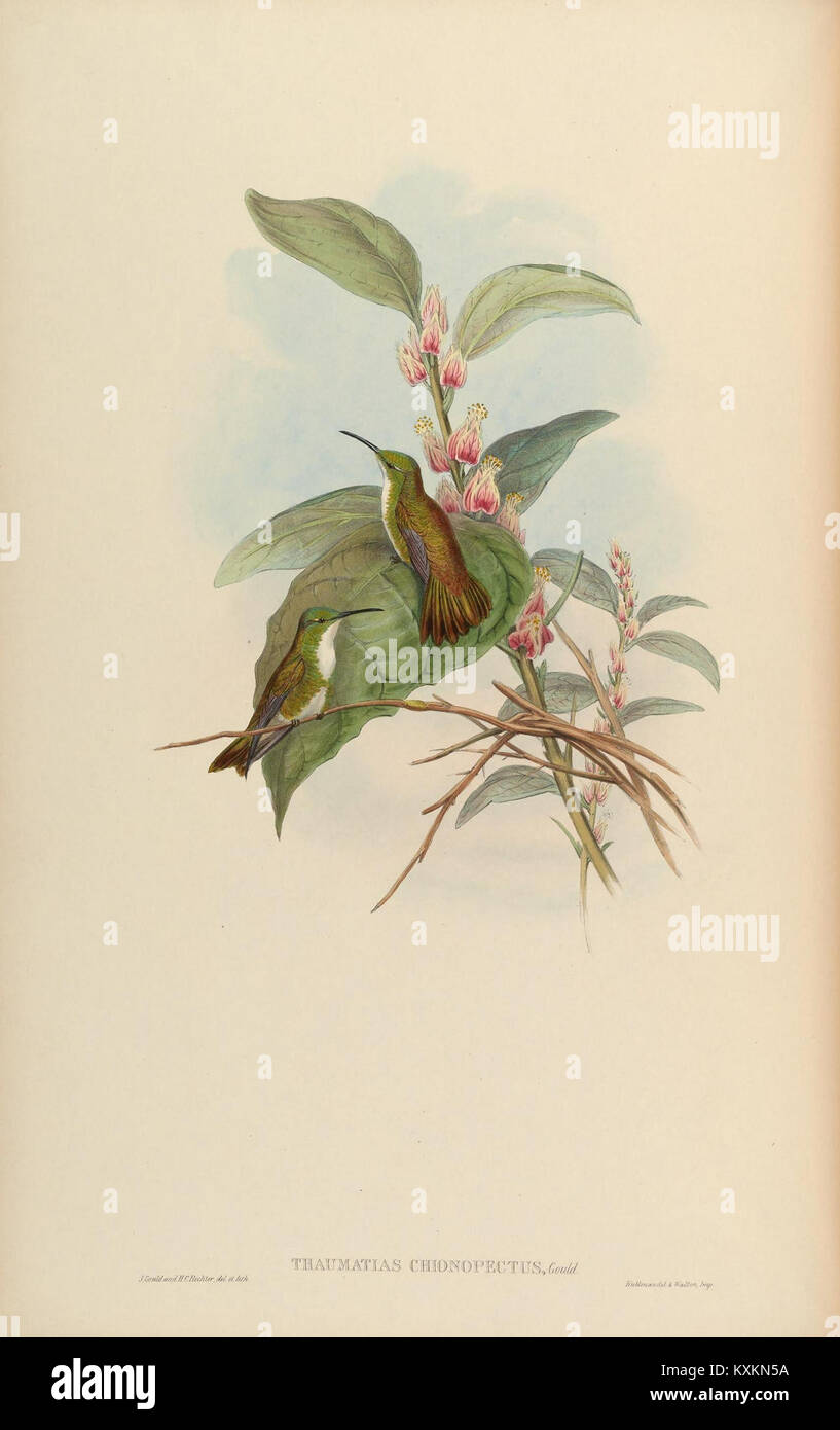 Monographie scientifique des Trochilidae montrant les espèces, les traits et le comportement des colibris dans la planche 293. Banque D'Images