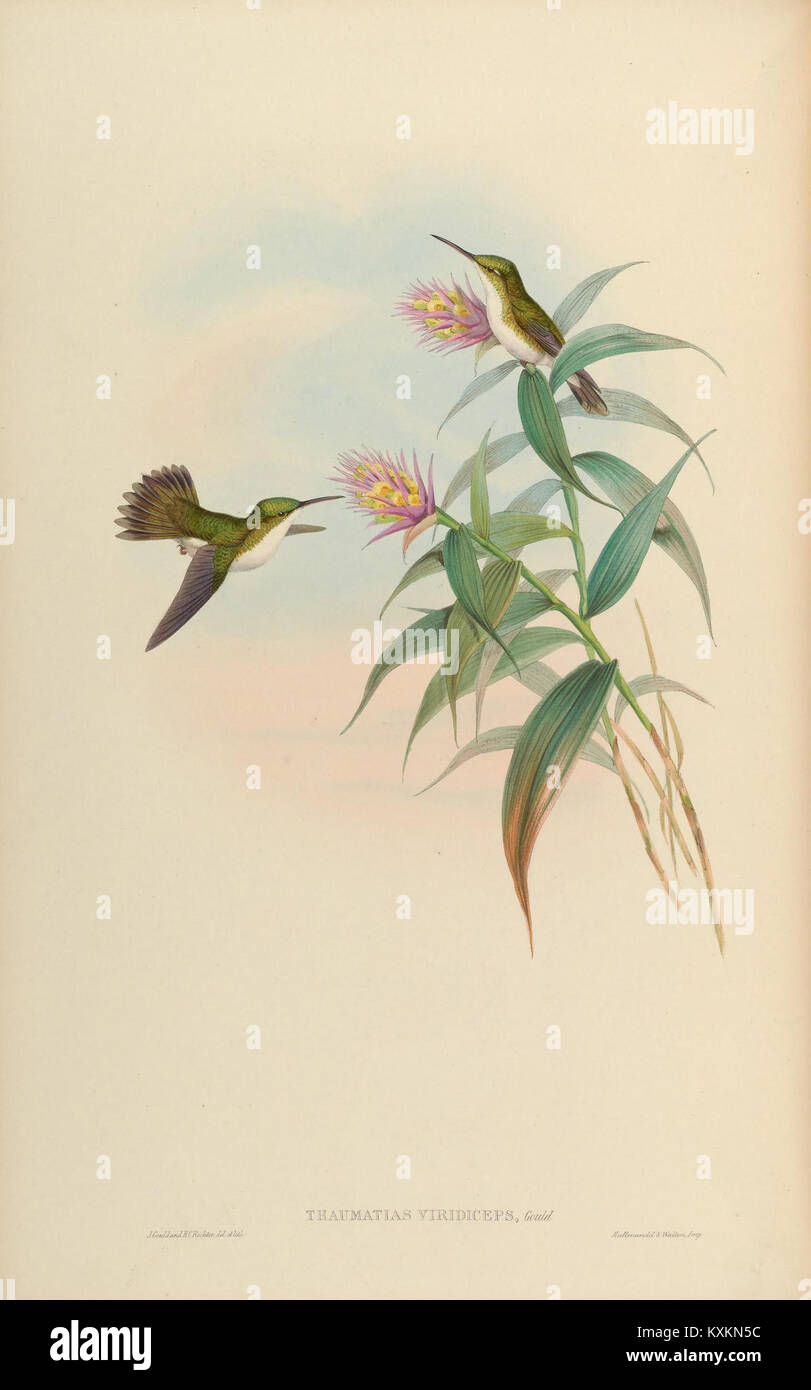 Cette plaque tirée d'une monographie sur la famille des Trochilidae illustre une espèce de colibris, offrant une représentation visuelle précise de l'anatomie et de la classification de l'oiseau dans l'ordre aviaire. Banque D'Images