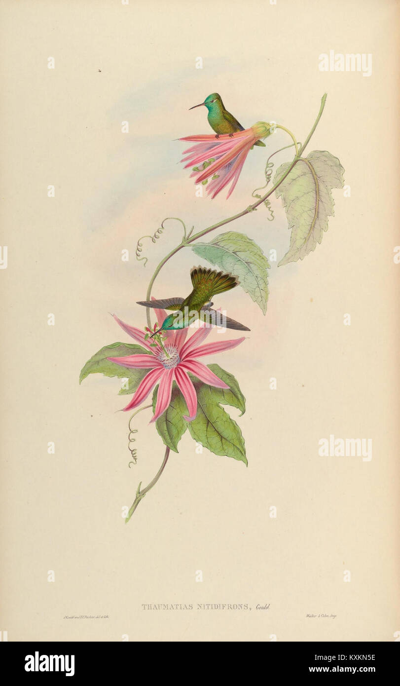 Plaque scientifique de Trochilidae, illustrant les colibris en mettant l'accent sur le bec, les ailes, le plumage et les caractéristiques anatomiques spécifiques à l'espèce pour la classification ornithologique. Banque D'Images