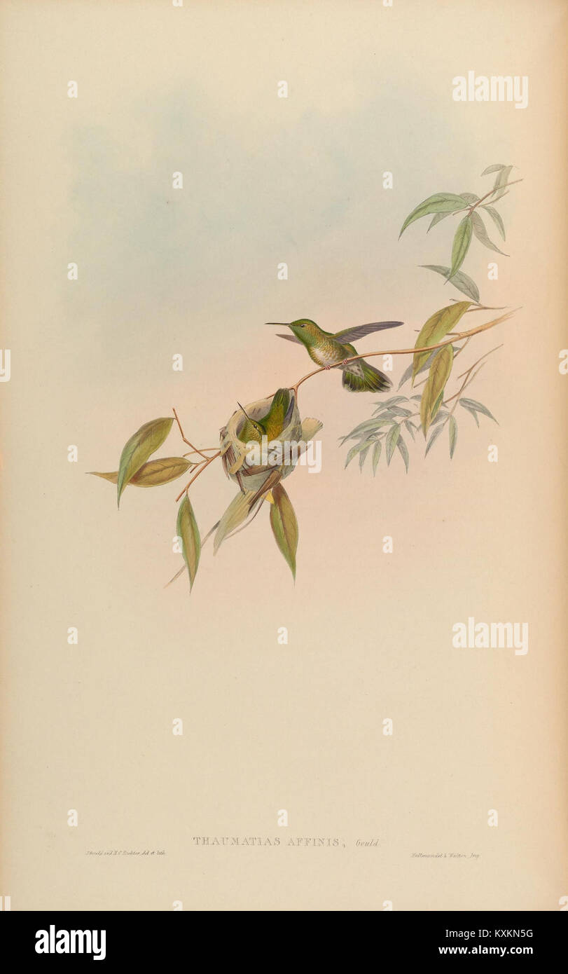 Cette monographie se concentre sur la famille des Trochilidæ, communément appelée colibris. La planche 299 fournit des illustrations détaillées de diverses espèces de cette famille, contribuant ainsi à la recherche ornithologique et à la compréhension de ces petits oiseaux très mobiles. Banque D'Images