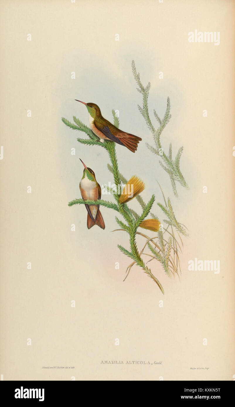 Une plaque monographique de Trochilidae illustrant les espèces de colibris, leurs capacités de vol et leur plumage coloré. Banque D'Images