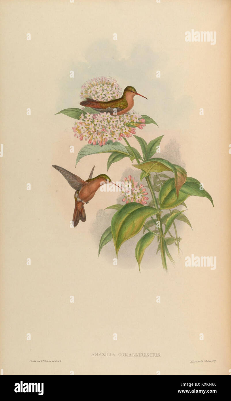 Cette plaque d'illustration tirée de 'une monographie des Trochilidae' montre de multiples espèces de colibris, soulignant leur morphologie distinctive, leur comportement et leurs rôles écologiques. Banque D'Images