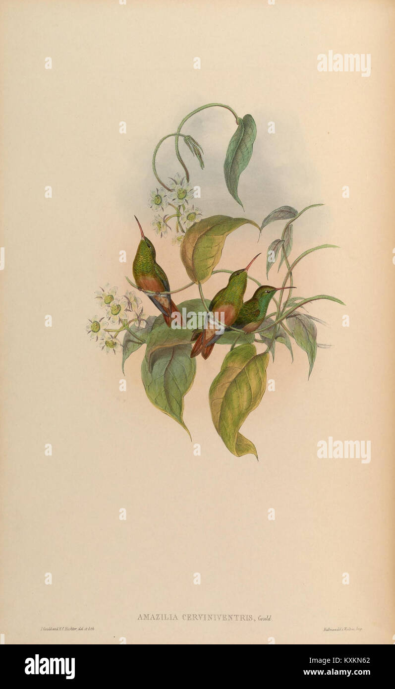 Cette illustration tirée d'une monographie sur la famille Trochilidæ se concentre sur les colibris, montrant spécifiquement des représentations détaillées des espèces au sein de la famille. La plaque sert de référence importante pour les études ornithologiques sur ces petits oiseaux qui se nourrissent de nectar. Banque D'Images