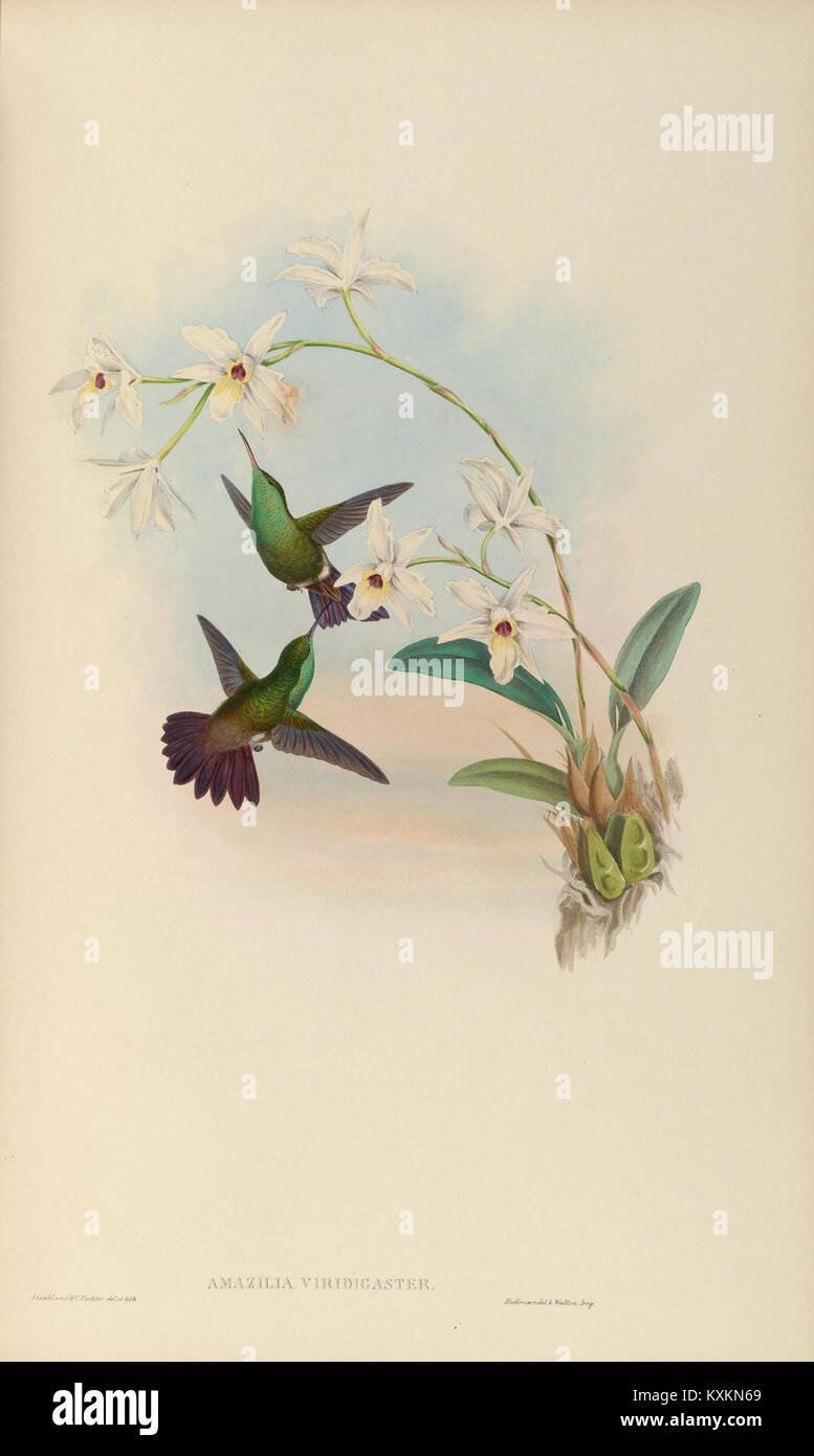 Monographie illustrant les Trochilidae, ou colibris, montrant des détails anatomiques et comportementaux chez plusieurs espèces. Banque D'Images