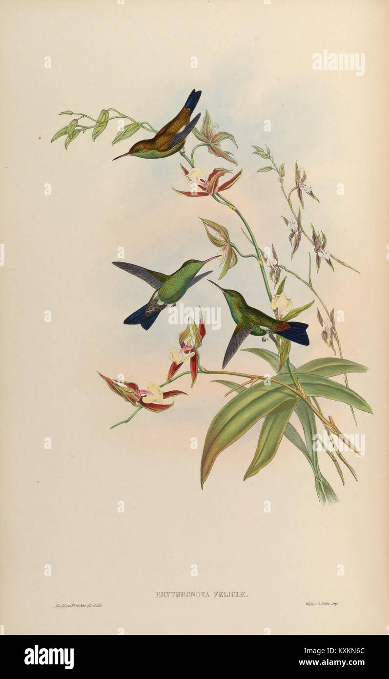 Cette monographie examine la famille Trochilidæ, en se concentrant sur les colibris. La planche 317 illustre différentes espèces avec des caractéristiques détaillées qui aident à comprendre leurs comportements et leur importance écologique. Banque D'Images