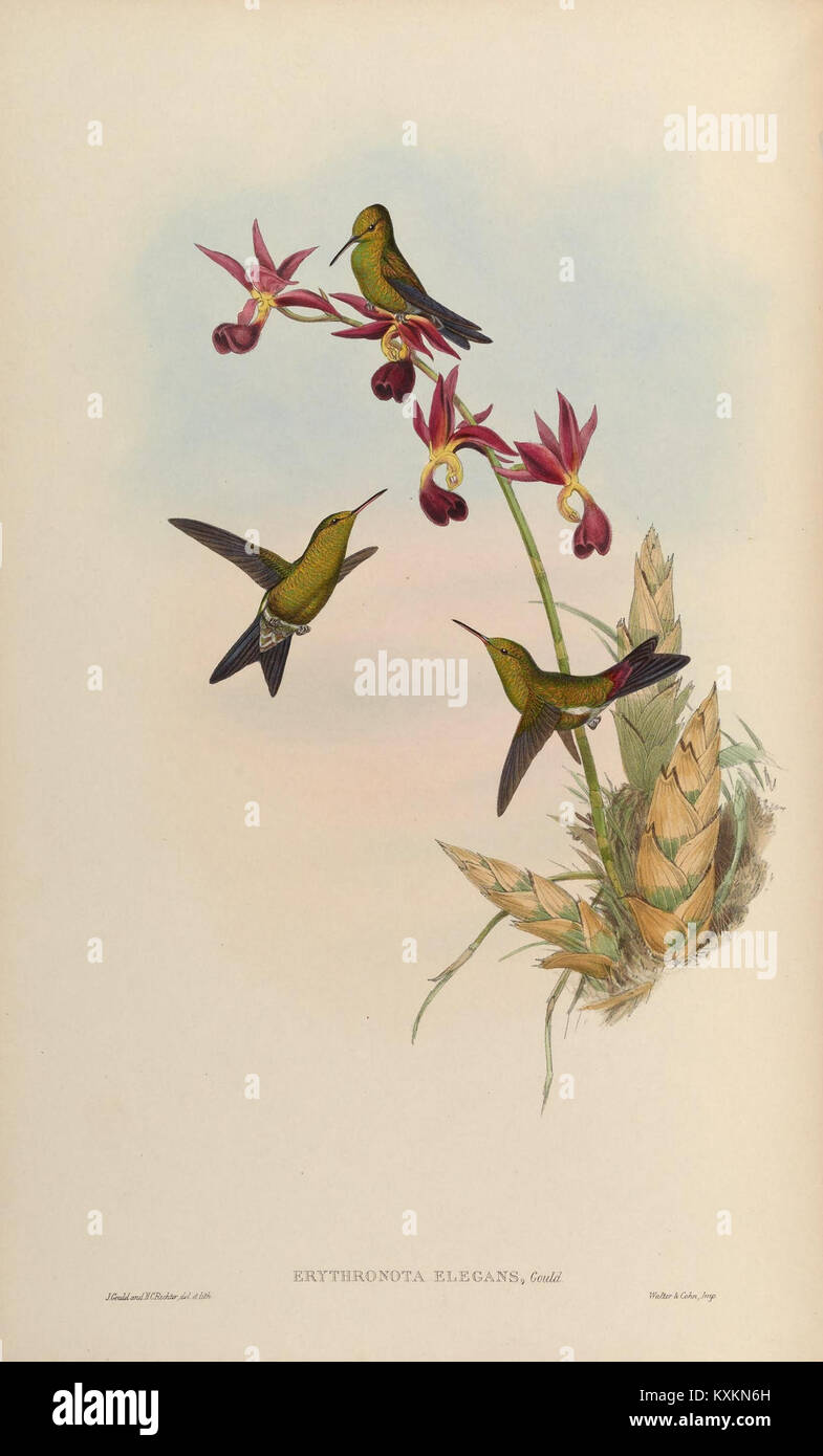 Cette monographie se concentre sur la famille des colibris Trochilidæ et présente des illustrations détaillées dans la planche 320. Le travail explore diverses espèces au sein de la famille, contribuant ainsi aux connaissances ornithologiques et à la conservation des oiseaux. Banque D'Images