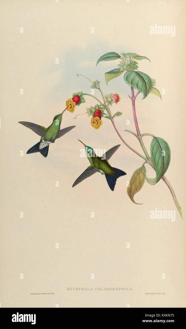 La planche 332 d'une monographie scientifique illustre la famille des Trochilidae, mettant en évidence l'anatomie, le plumage et la diversité des espèces des colibris pour l'étude ornithologique. Banque D'Images