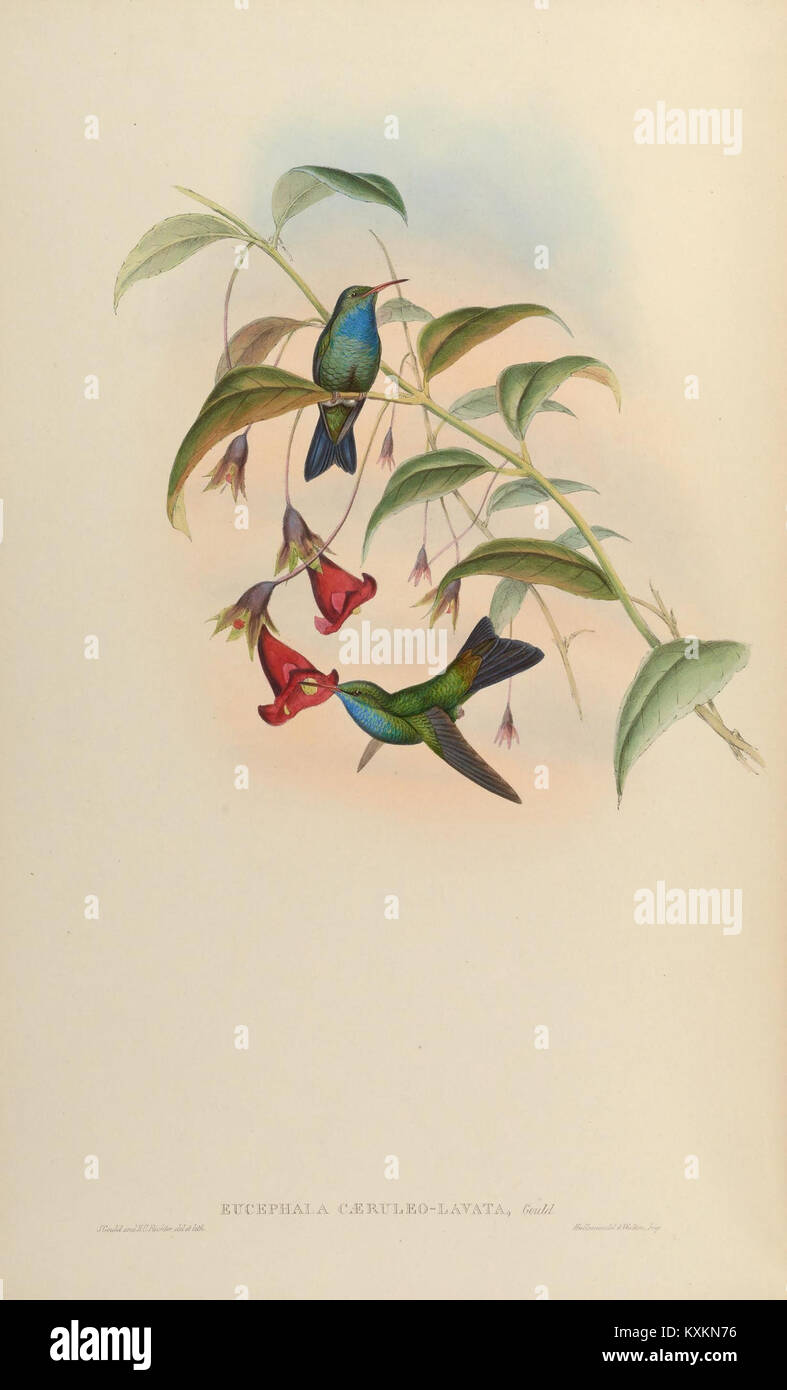 Une plaque scientifique détaillée tirée de la monographie Trochilidae, illustrant différentes espèces de colibris avec une précision taxonomique et anatomique. Banque D'Images