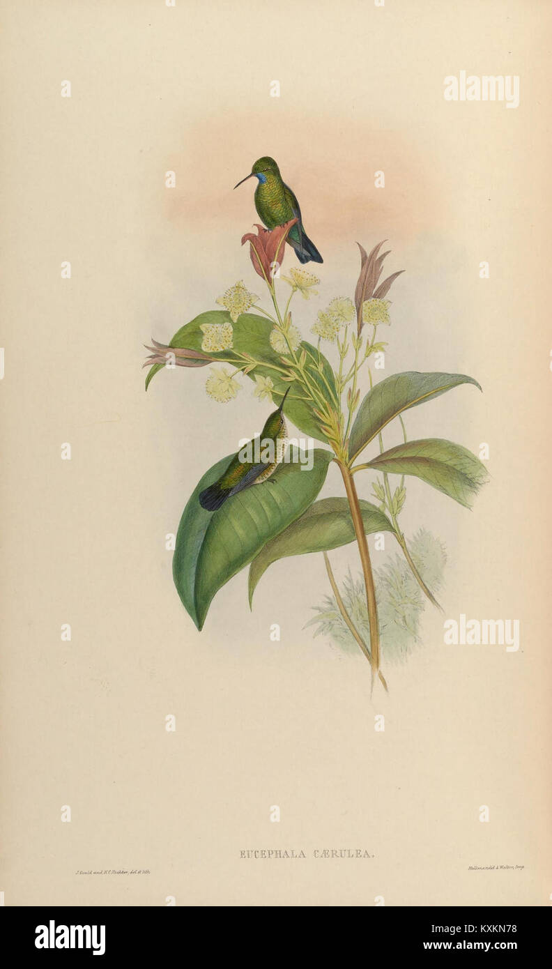 La planche 335 d'une monographie de Trochilidæ illustre de multiples espèces de colibris, mettant l'accent sur leur morphologie, leurs motifs de plumes et leurs caractéristiques anatomiques pour la recherche scientifique et taxonomique. Banque D'Images
