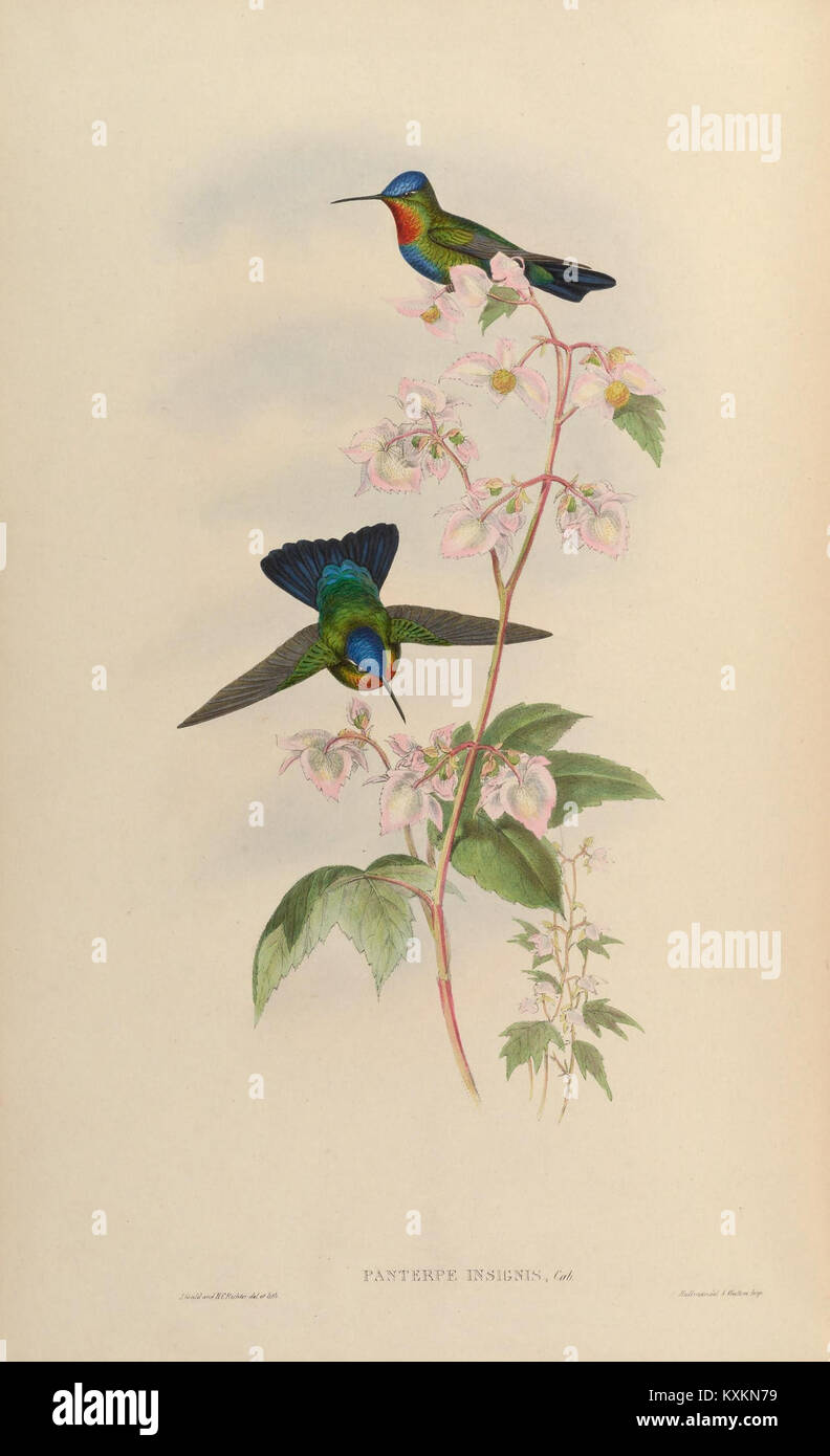 La plaque d'une monographie des Trochilidae illustre une espèce de colibris, mettant en évidence l'anatomie, le plumage, le comportement et les caractéristiques distinctives pour la recherche scientifique. Banque D'Images