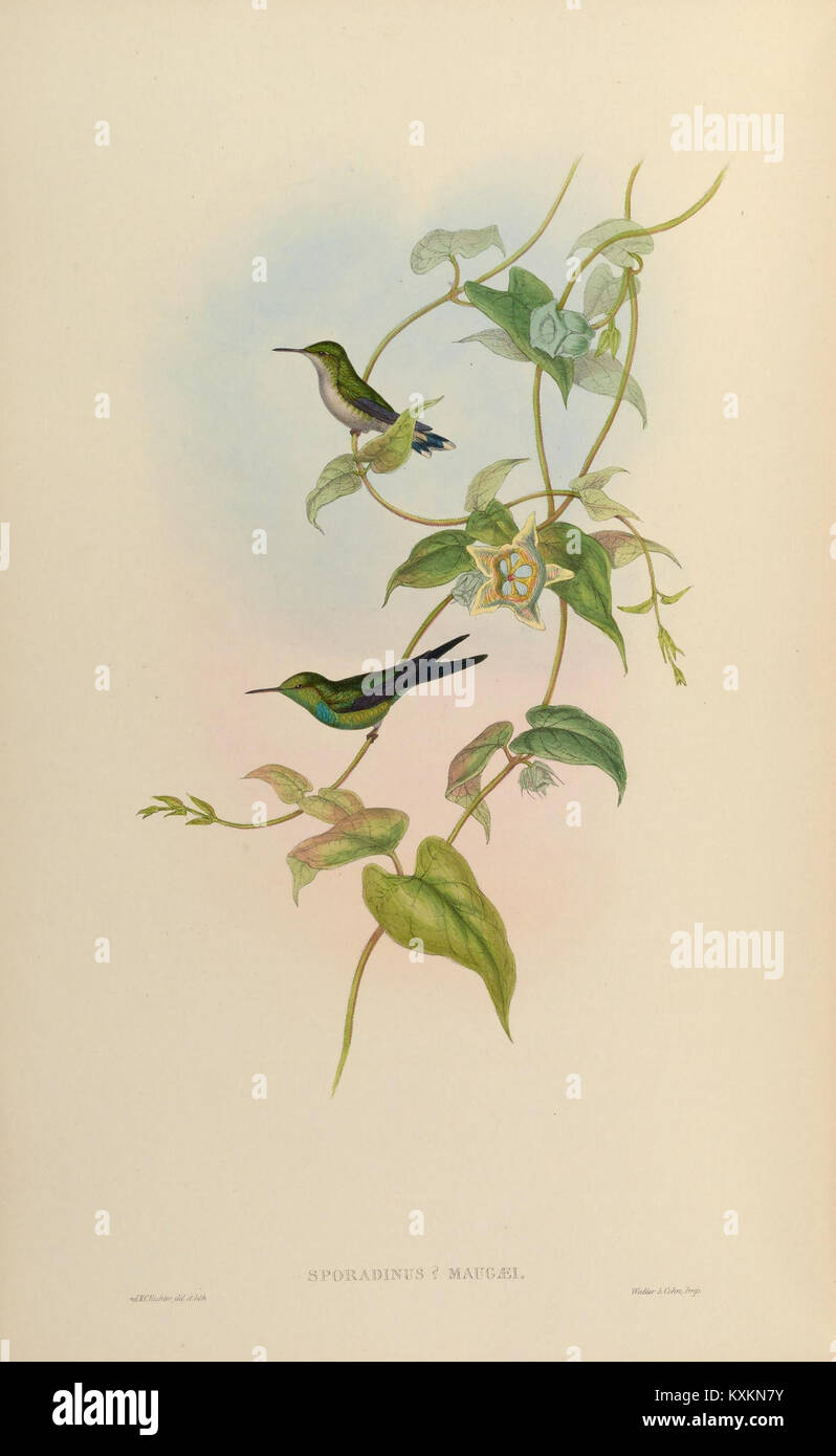 La planche 349 de la monographie de Trochilidæ montre des espèces de colibris, illustrant les adaptations alimentaires, les modèles de plumes et l'anatomie des ailes pour étude scientifique. Banque D'Images