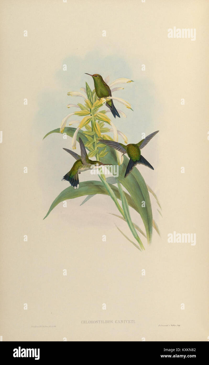 La planche 351 tirée d'une monographie sur la famille Trochilidæ représente diverses espèces de colibris, mettant en évidence leurs caractéristiques anatomiques, leurs motifs de plumage et facilitant l'étude ornithologique et la classification. Banque D'Images