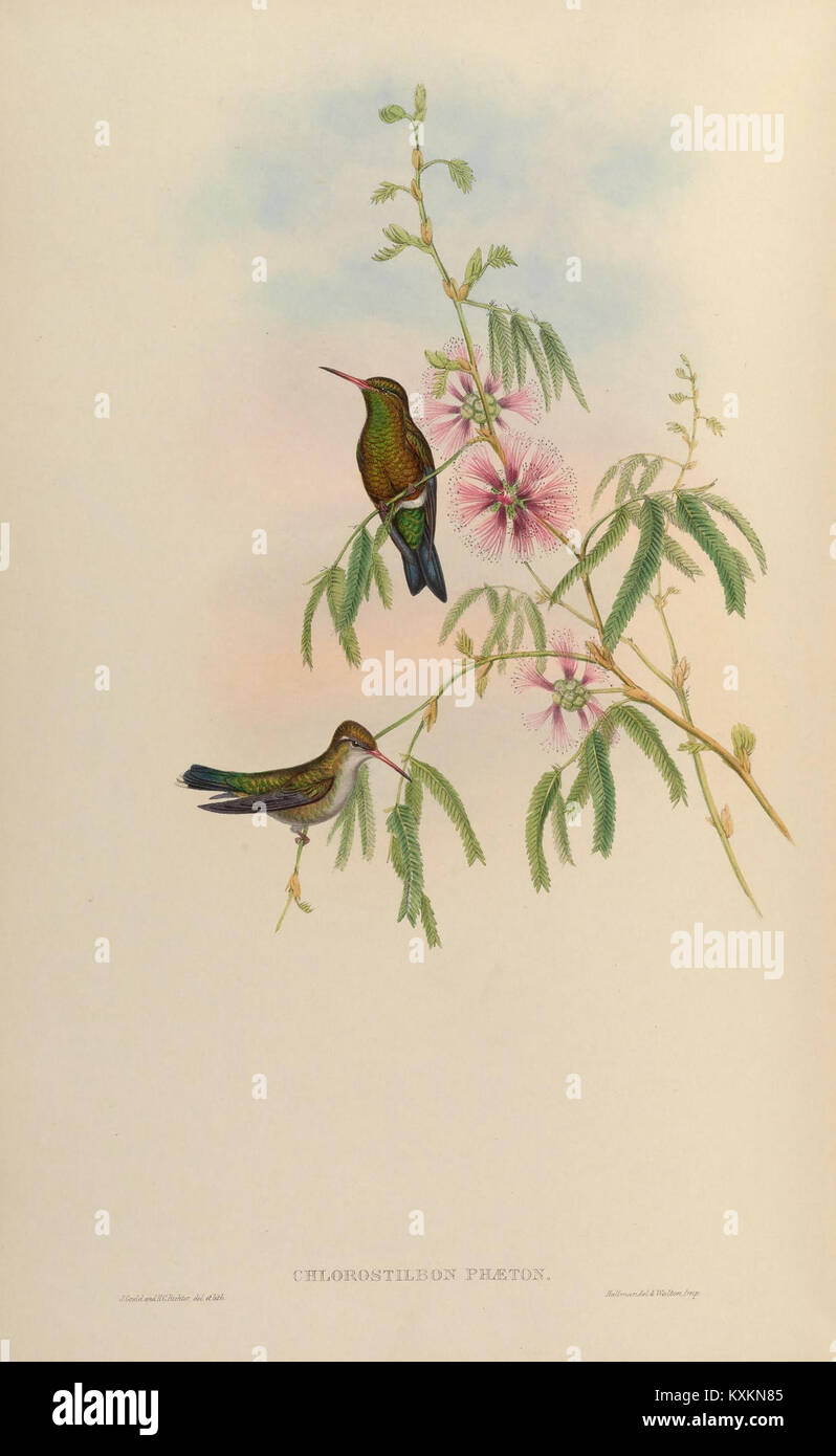 Cette monographie étudie la famille Trochilidæ, en se concentrant sur les colibris. La planche 354 présente des illustrations et des descriptions détaillées des différentes espèces de ce groupe aviaire, y compris leurs caractéristiques et habitats uniques. Banque D'Images