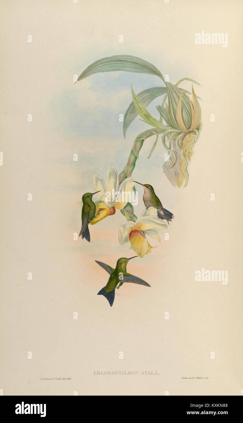 La planche 356 de la monographie de Trochilidæ représente des espèces de colibris, montrant des détails anatomiques, des motifs de plumage et des caractéristiques d'identification de l'espèce pour référence scientifique. Banque D'Images