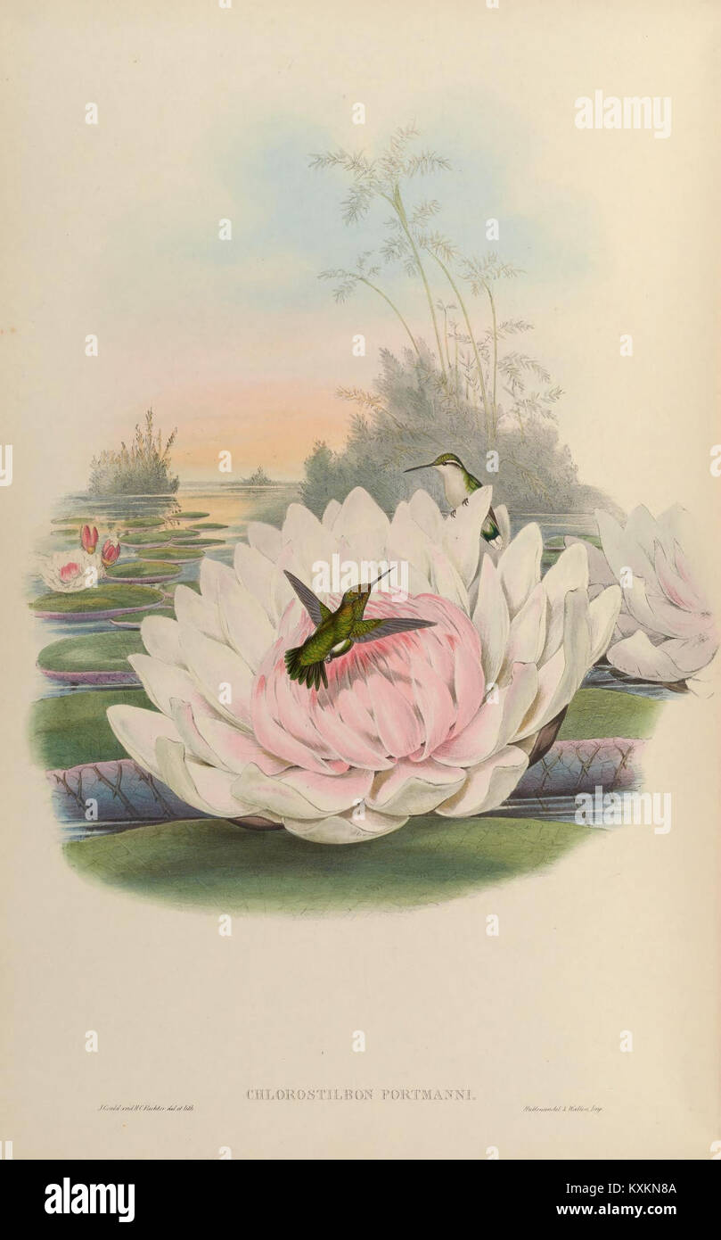 Illustration tirée d'une monographie de Trochilidae montrant l'anatomie détaillée et le comportement d'une espèce de colibris. Banque D'Images