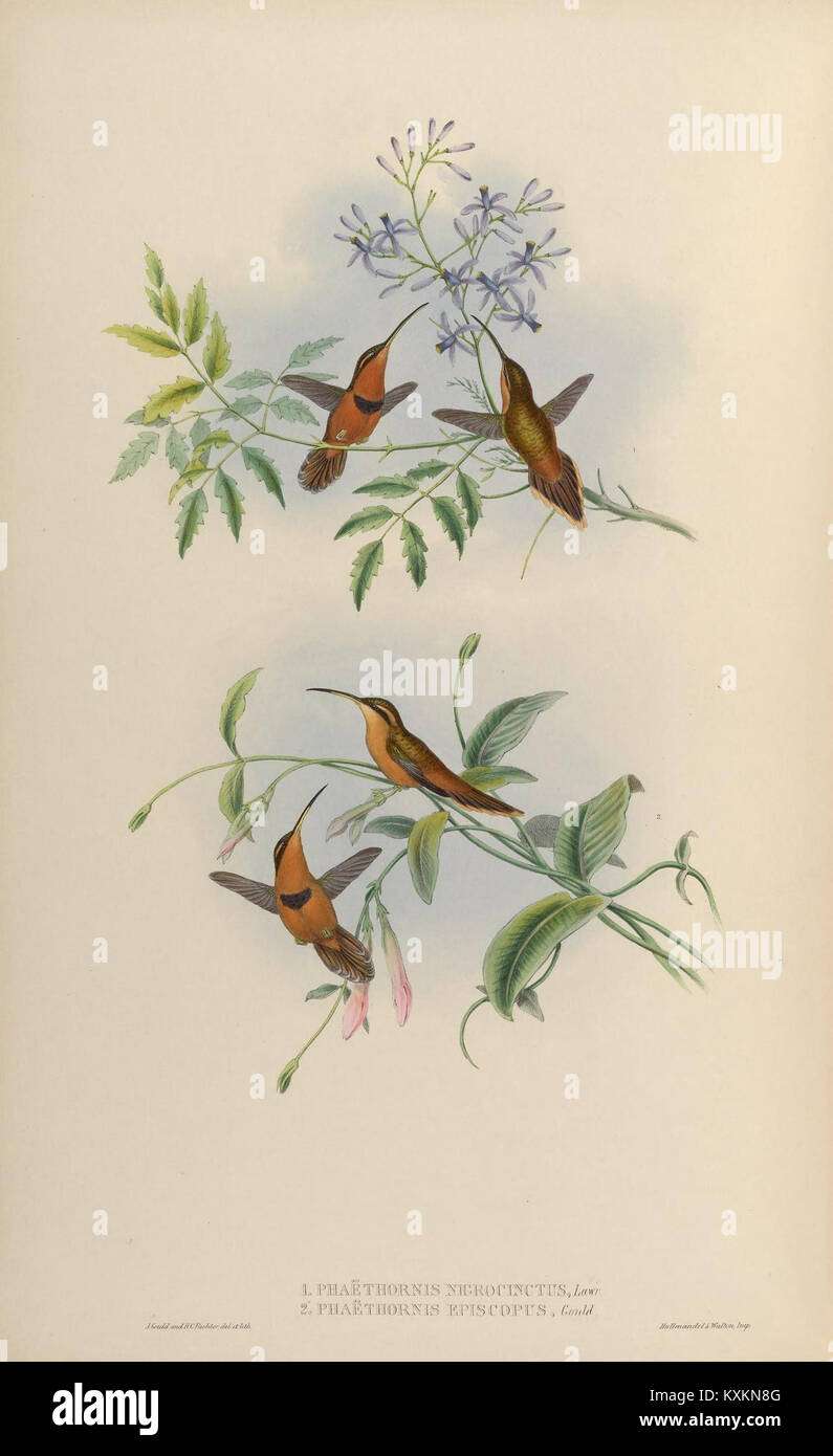 Cette monographie comprend une plaque illustrant diverses espèces de Trochilidæ, soulignant leur morphologie, leur coloration et leurs caractéristiques distinctives pour l'étude scientifique et ornithologique. Banque D'Images