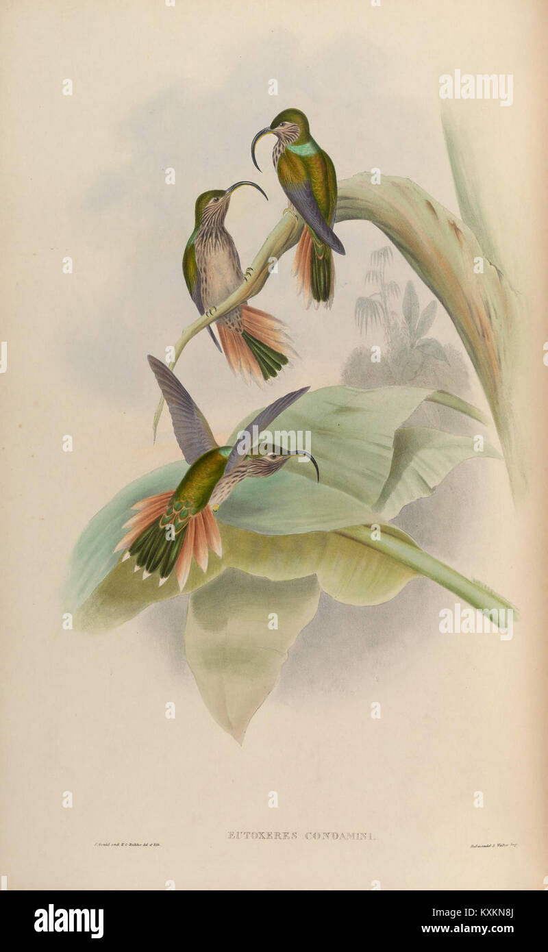 La plaque illustre les colibris Trochilidae, détaillant la morphologie des ailes et du bec, les patrons de plumage, le comportement alimentaire et les caractéristiques de l'habitat pour l'étude taxonomique. Banque D'Images
