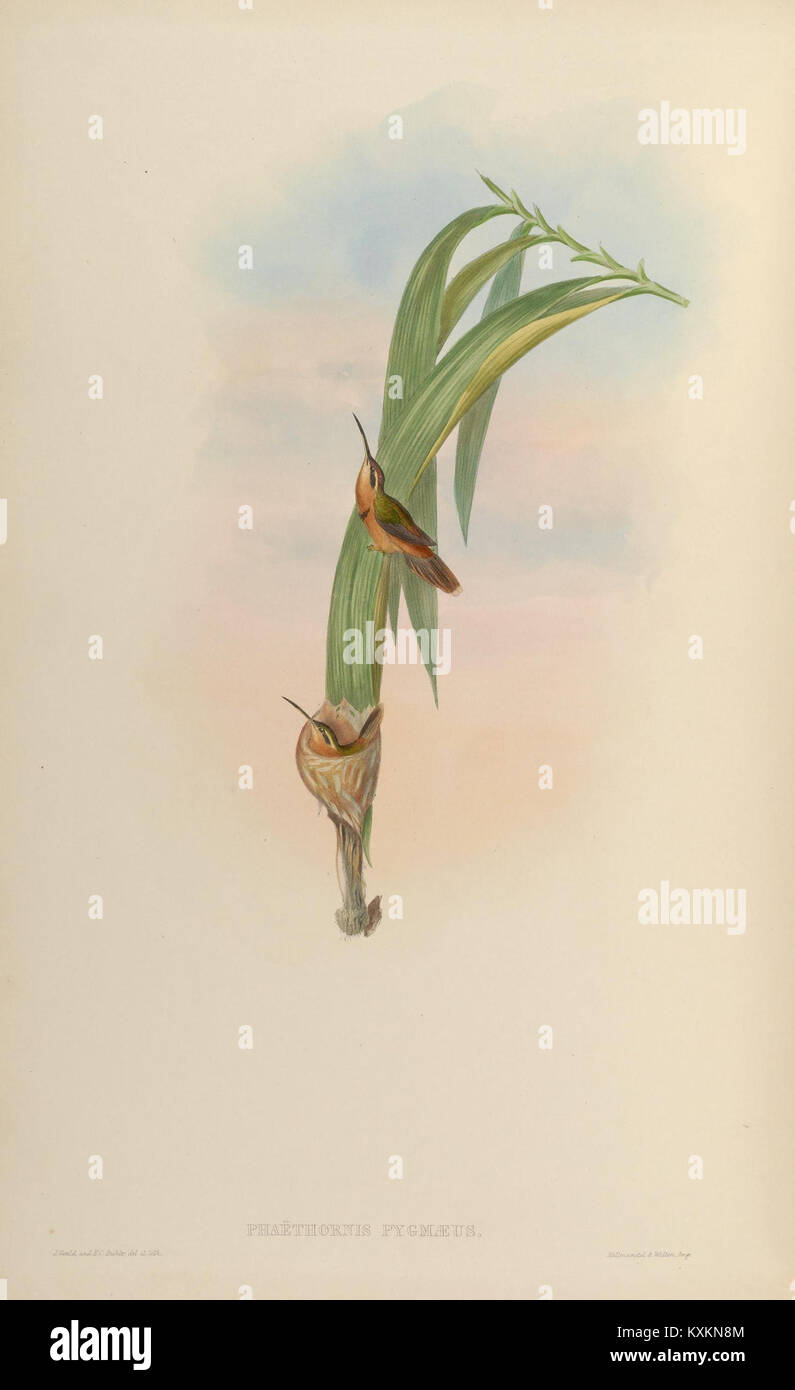 Cette plaque présente les colibris Trochilidae, montrant des détails anatomiques, y compris le bec, les ailes, la queue et les adaptations alimentaires, avec des notes sur les espèces et les habitats. Banque D'Images