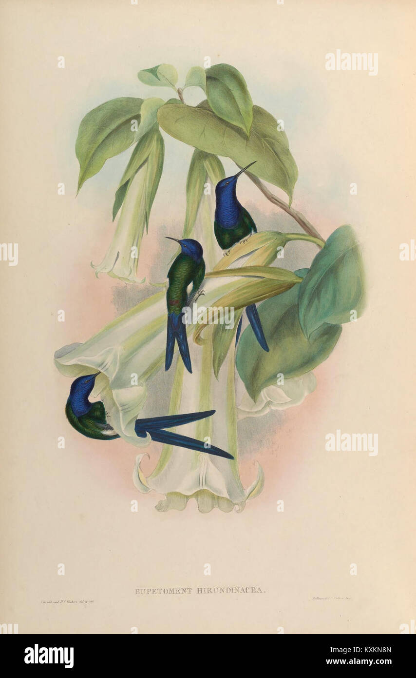 Cette plaque tirée d'une monographie sur la famille Trochilidæ montre diverses espèces de colibris, fournissant des descriptions détaillées de leurs caractéristiques physiques et de leurs habitats naturels, aidant à l'étude de la biologie aviaire. Banque D'Images