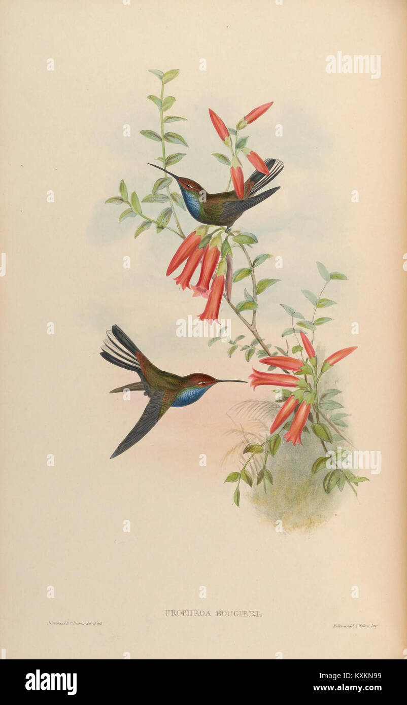 Cette monographie présente les colibris Trochilidae, illustrant le plumage, la forme du bec, la structure des ailes, le comportement alimentaire, et les préférences en matière d'habitat. Banque D'Images