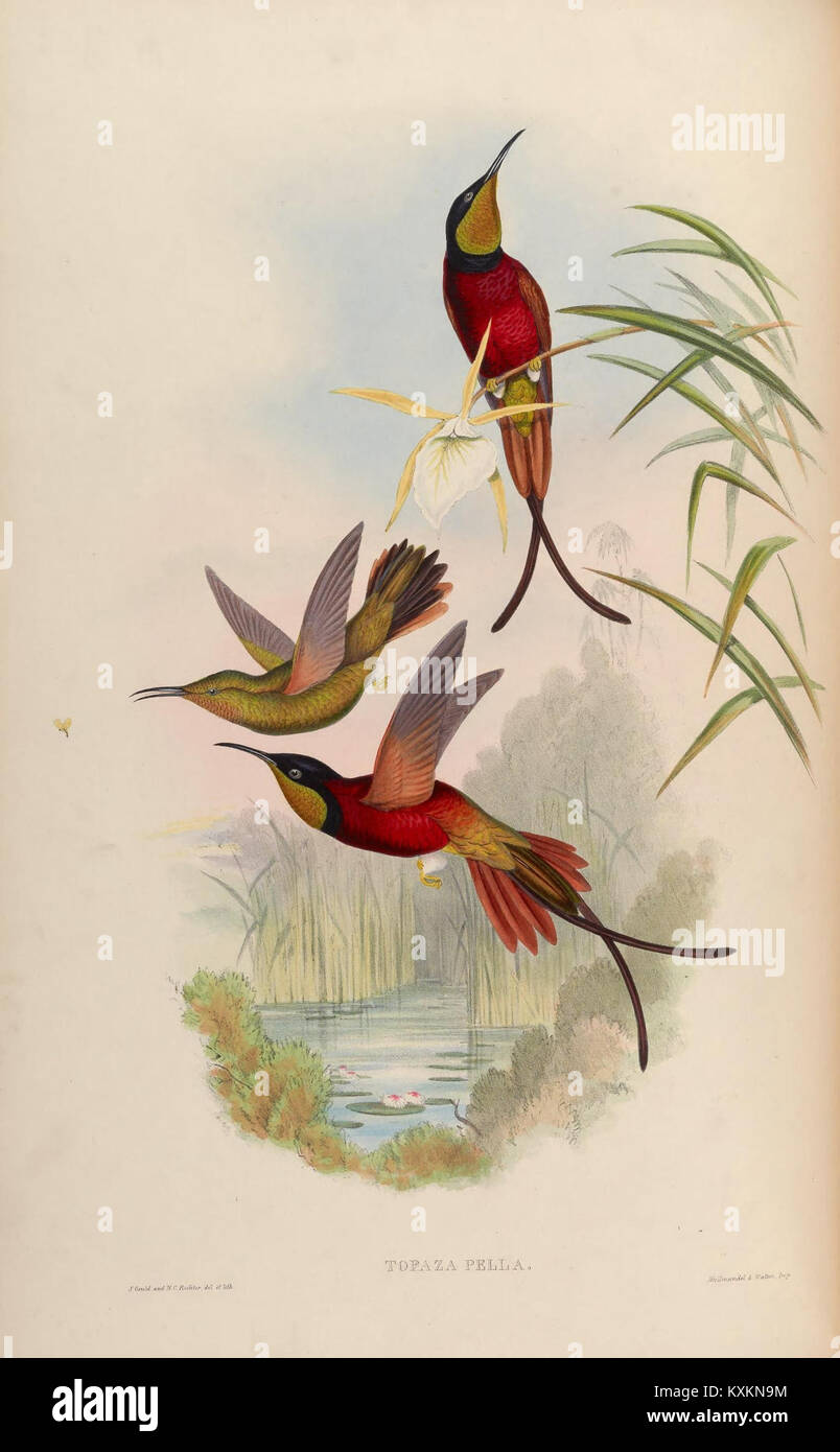 Planche 66 tirée d'une monographie des Trochilidae, montrant des illustrations anatomiques et comportementales détaillées d'espèces de colibris. Banque D'Images