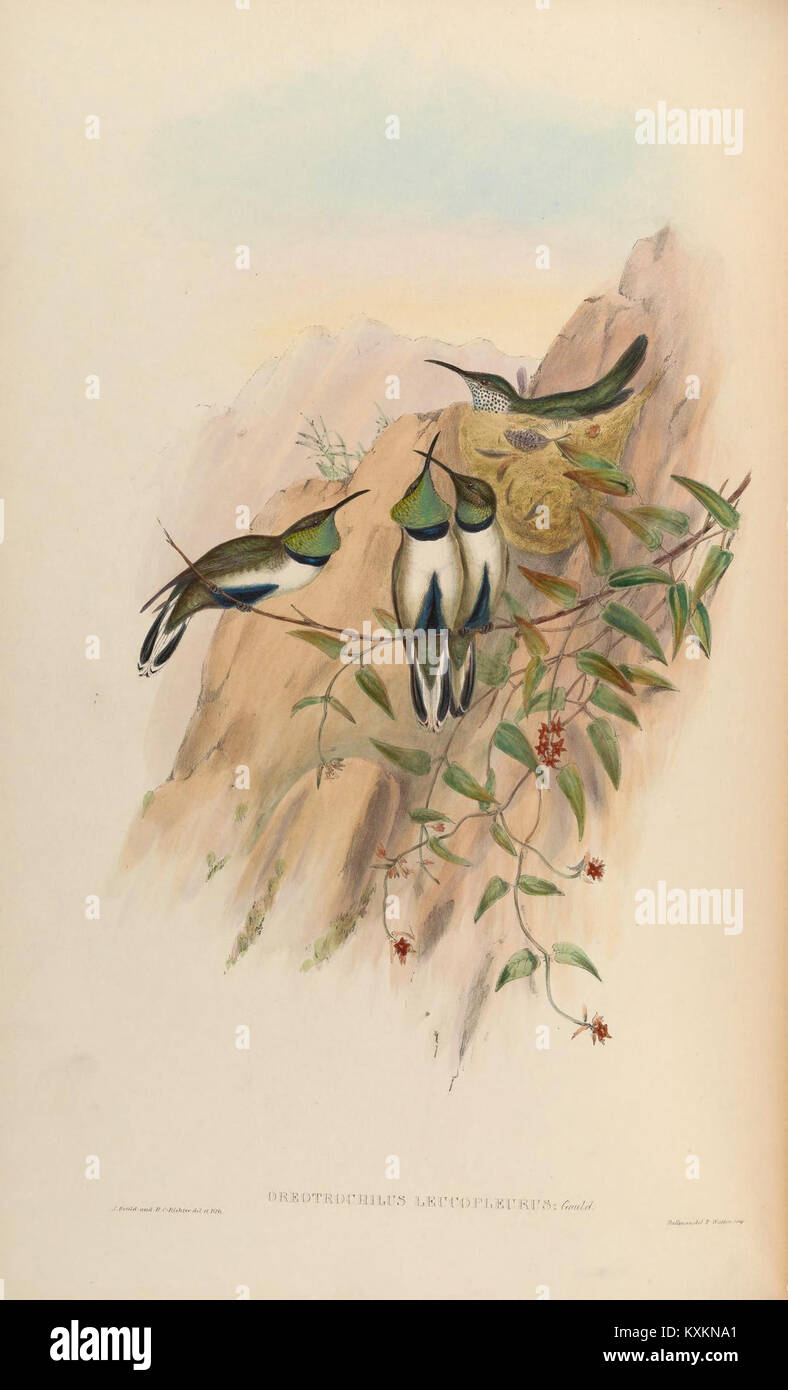 Cette monographie explore la famille des colibris Trochilidæ, la planche 71 présentant des espèces spécifiques au sein de la famille. Il offre un aperçu de leur anatomie, de leur comportement et de leurs rôles écologiques. Banque D'Images