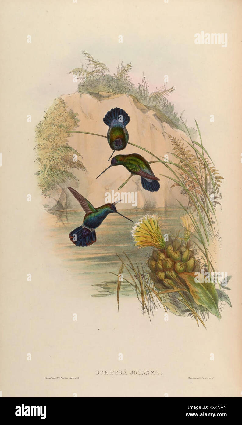 Cette monographie sur la famille Trochilidæ fournit une analyse approfondie des espèces de colibris. La planche 87 illustre leur anatomie complexe et leurs caractéristiques distinctes, importantes pour comprendre leur écologie et leur comportement. Banque D'Images