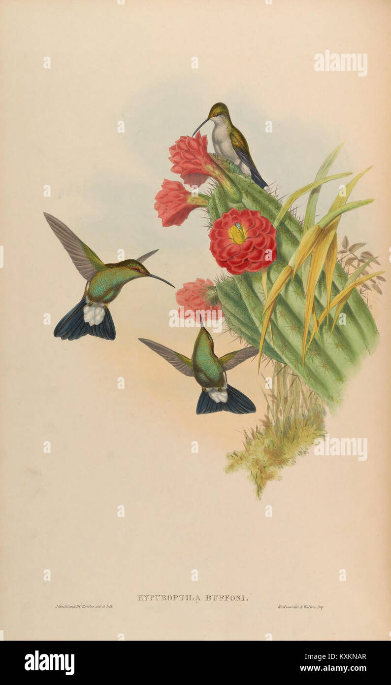 Cette plaque tirée de 'Une monographie du Trochilidæ' présente une illustration détaillée des colibris, mettant en évidence leur anatomie, leur coloration et la diversité des espèces au sein de la famille. Banque D'Images