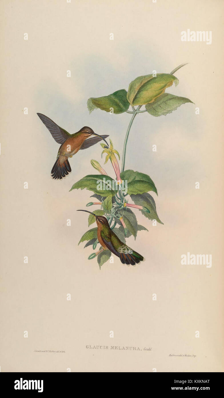 Cette monographie détaille la famille des Trochilidae, ou colibris, en se concentrant sur leur anatomie, leurs espèces et leurs rôles écologiques en tant que pollinisateurs dans les écosystèmes tropicaux. Banque D'Images