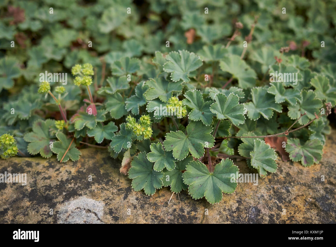 Alchemilla erythropoda Banque D'Images