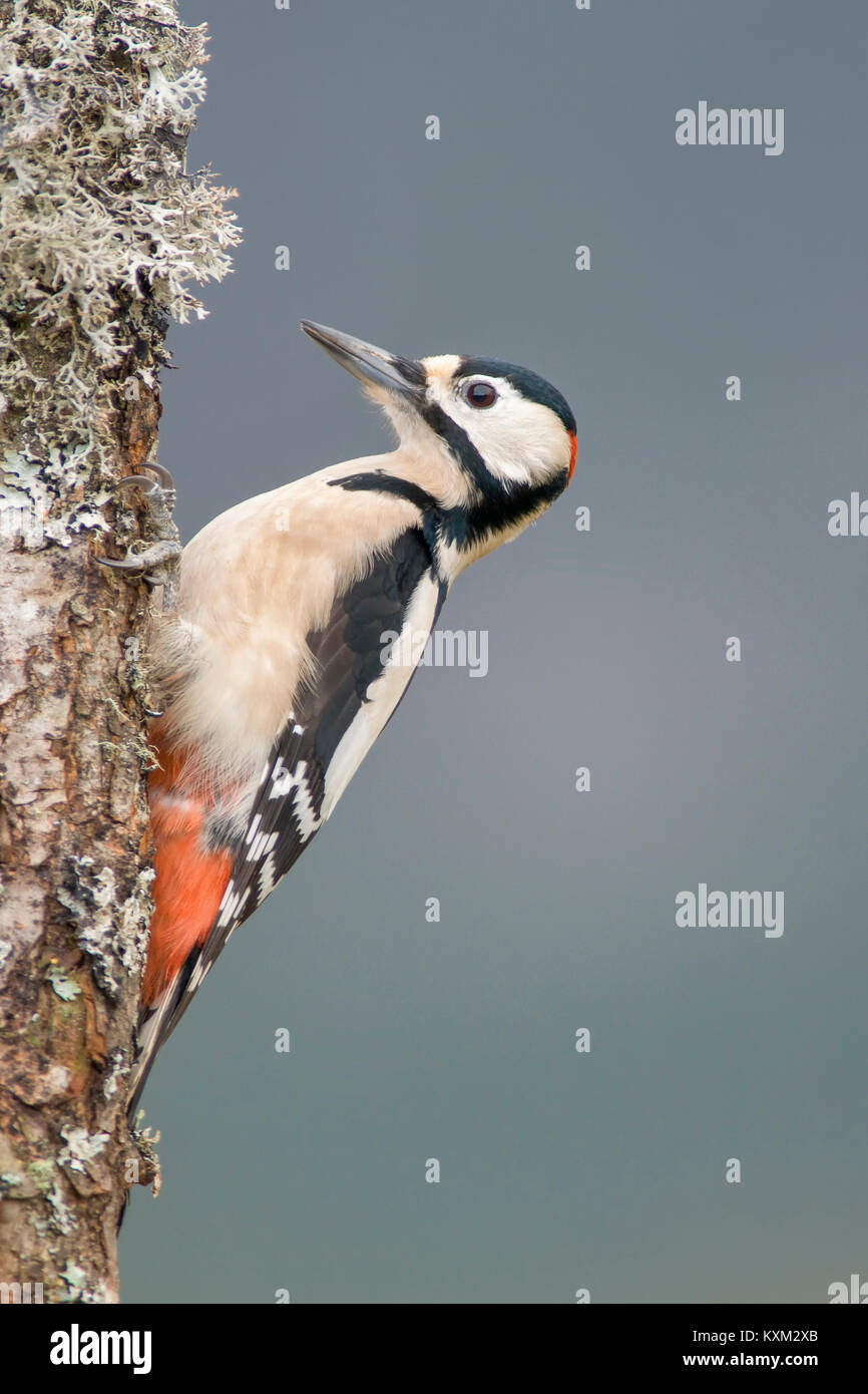 Dendrocopus Pic,grand format,portrait,perché sur le bouleau verruqueux,l'hiver en Ecosse Banque D'Images