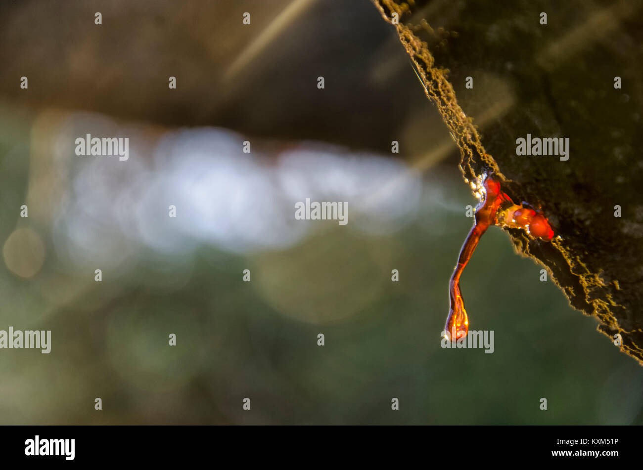 Voir des blessés et de résine de cerisier Banque D'Images