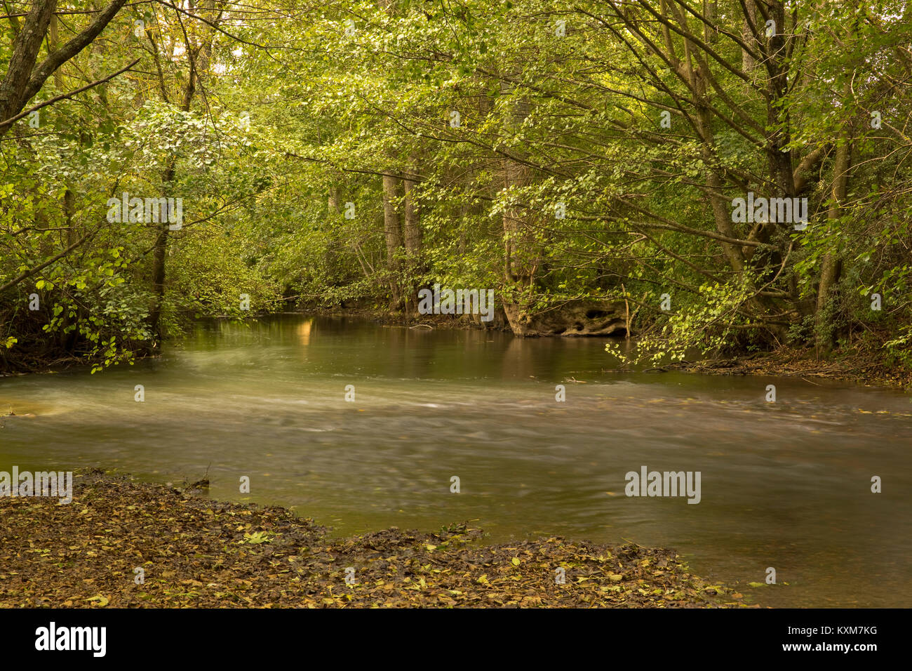 Petite rivière traversant un bois, Yonne, France à l'automne Banque D'Images Petite rivière traversant un bois, Yonne, France à l'automne Banque D'Images