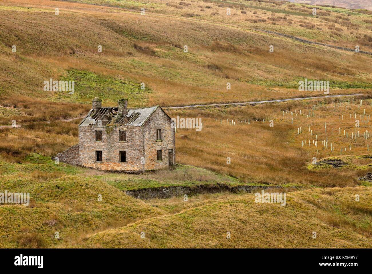 Bâtiment abandonné près de Grove bâtiments Mine de râteau, Rookhope District, Weardale, North Pennines, County Durham, England, United Kingdom. La plantation d'arbres. Banque D'Images