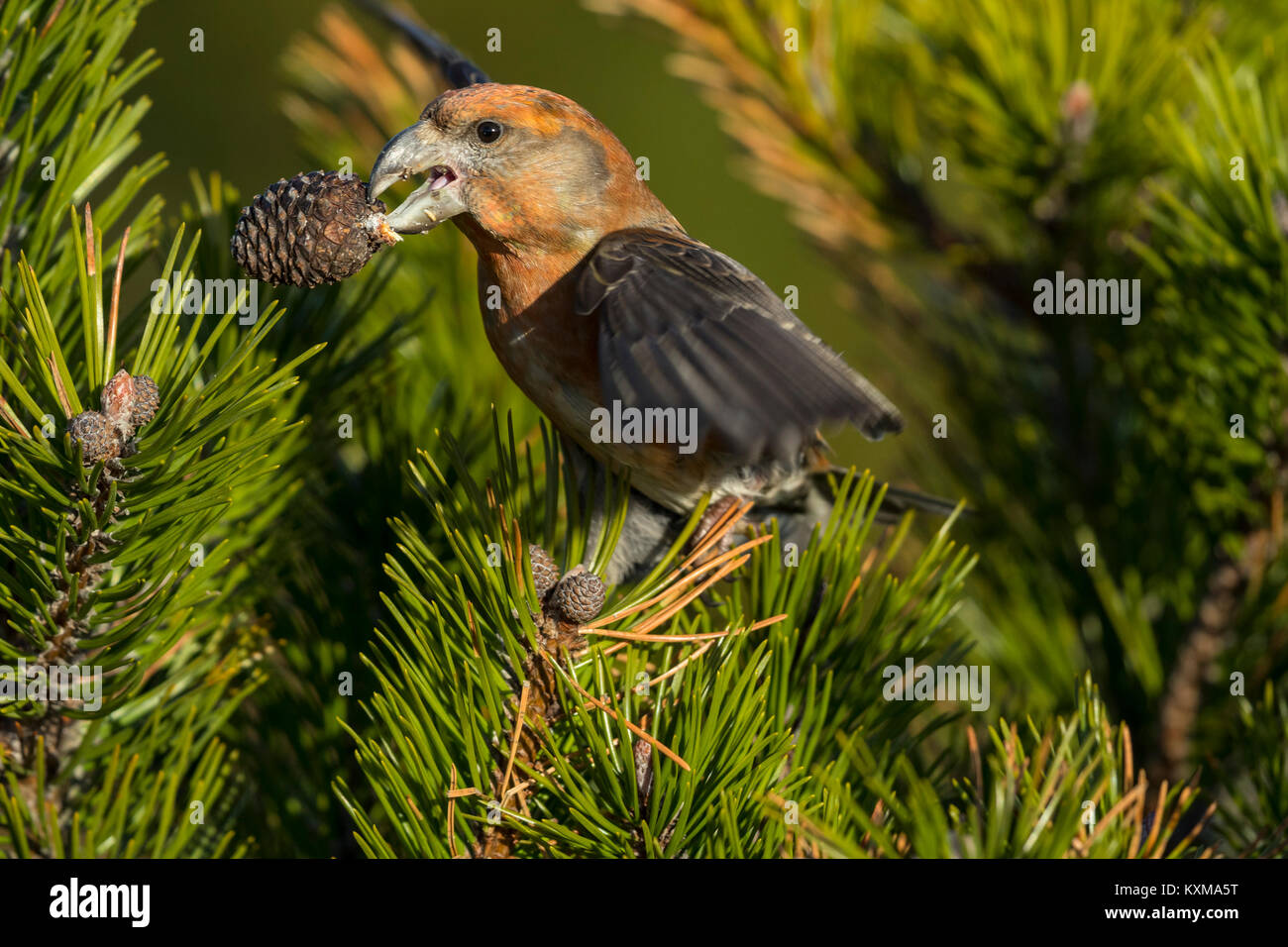 Bec-croisé des sapins (Loxia pytyopsittacus Parrot) mâle adulte de manger les graines d'arbre de pin Banque D'Images