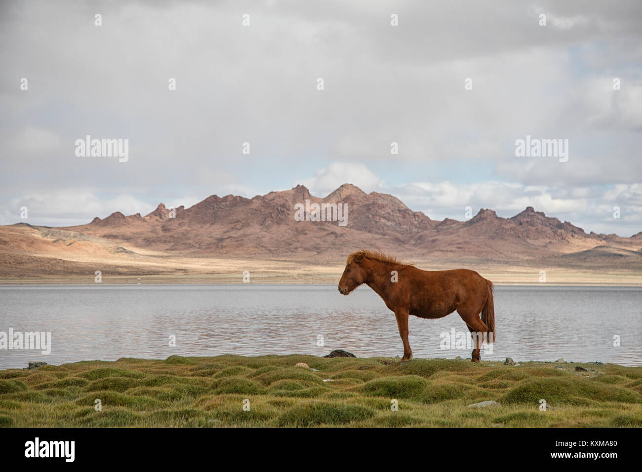 Cheval mongol sur l'esprit des choses par le lac Banque D'Images