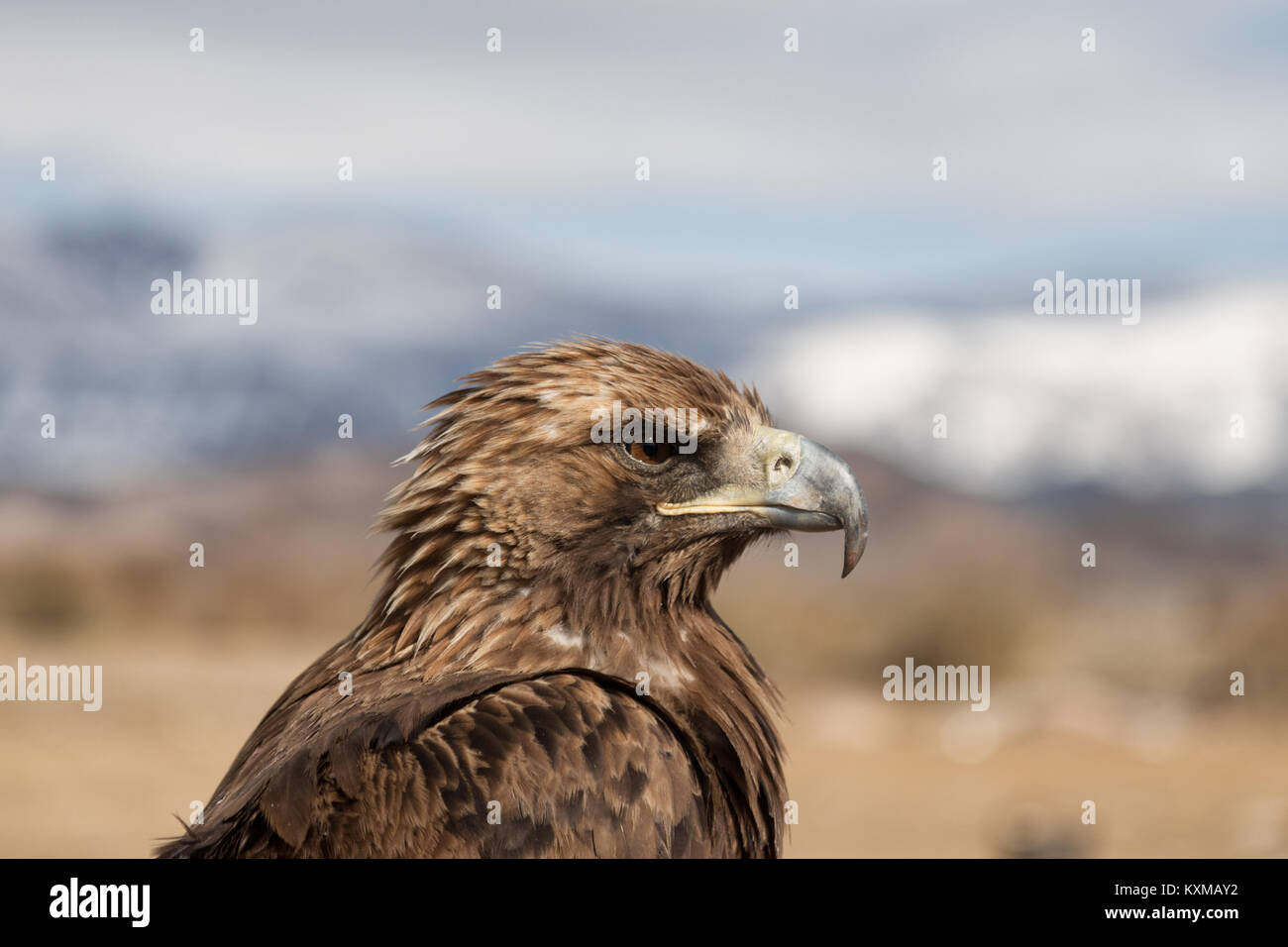Golden Eagle voir les choses d'hiver en Mongolie Banque D'Images