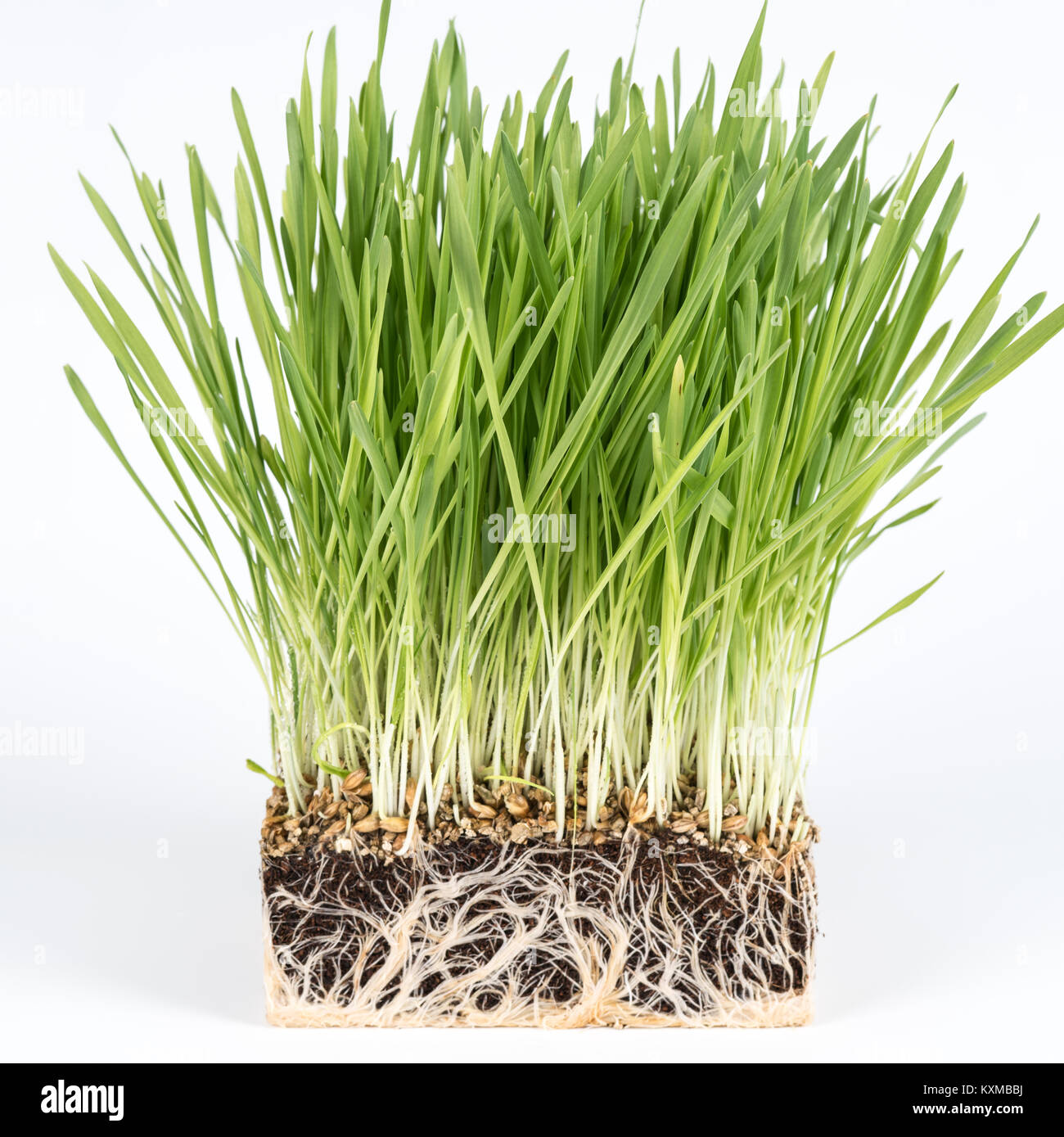 Semer de l'herbe verte avec un morceau de la terre. Étude de la microflore du sol Banque D'Images